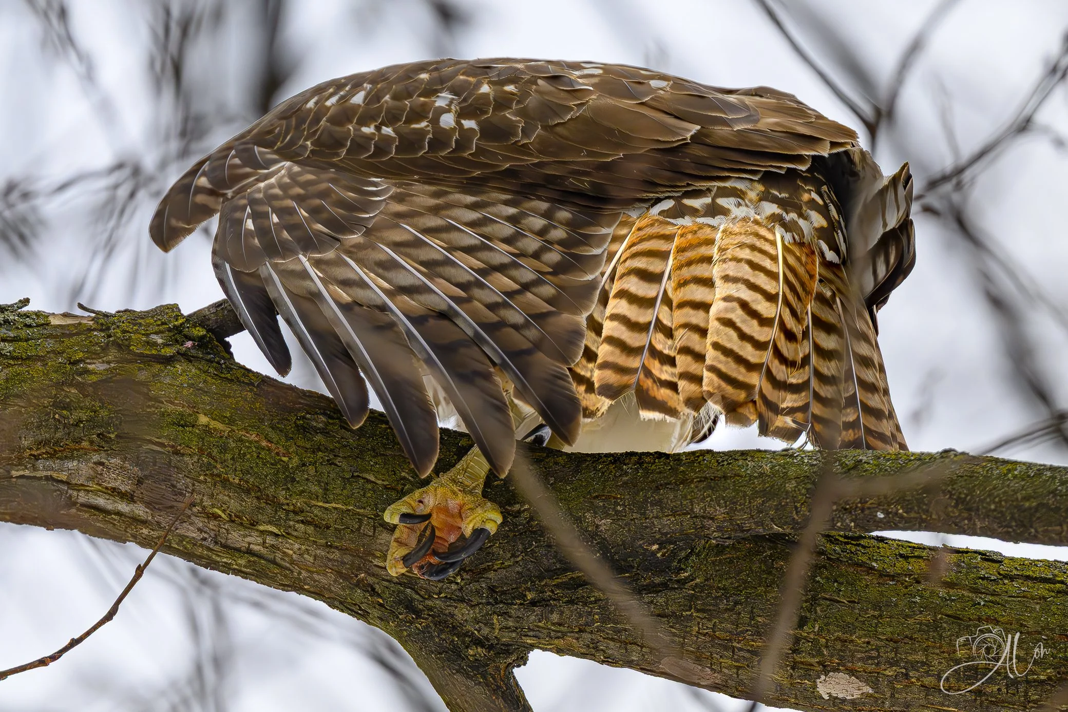 Hawk Yoga
(Red-Tailed Hawk)
0Z81888