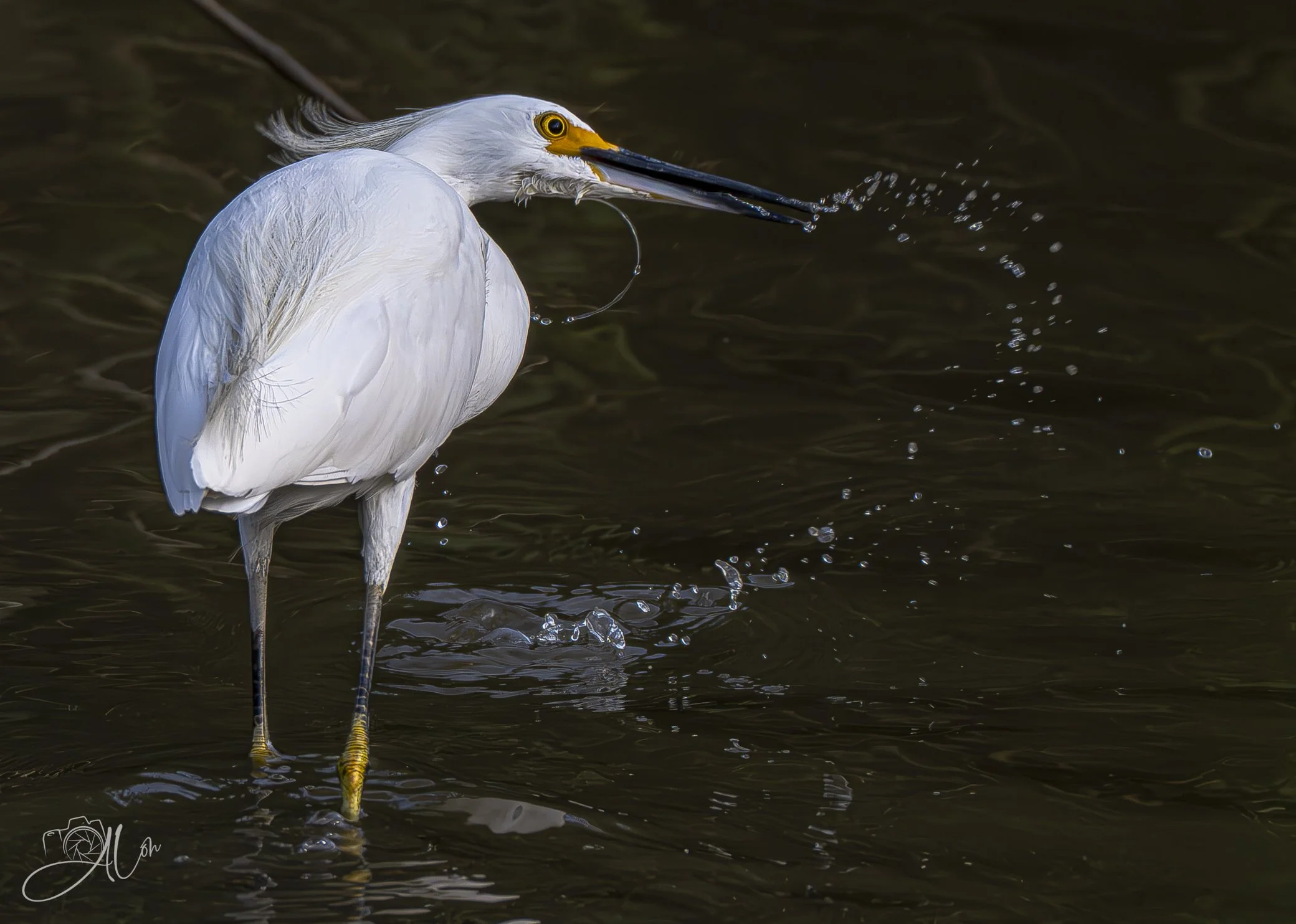 Sawiiiiing!
(Snowy Egret)
0Z83177