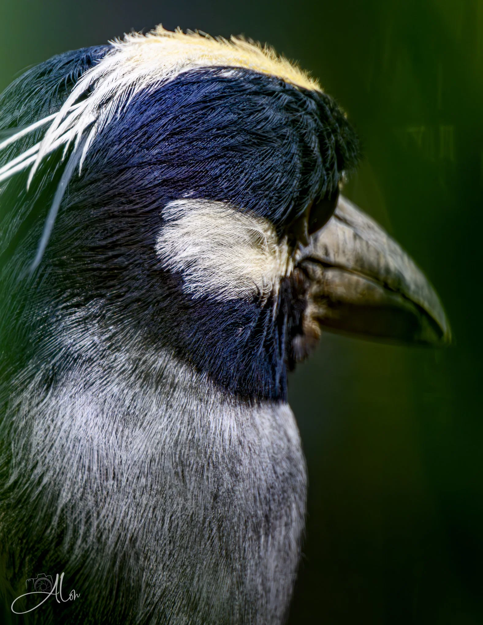 1 Quarter View (Yellow-Crowned Night Heron) 0Z83377