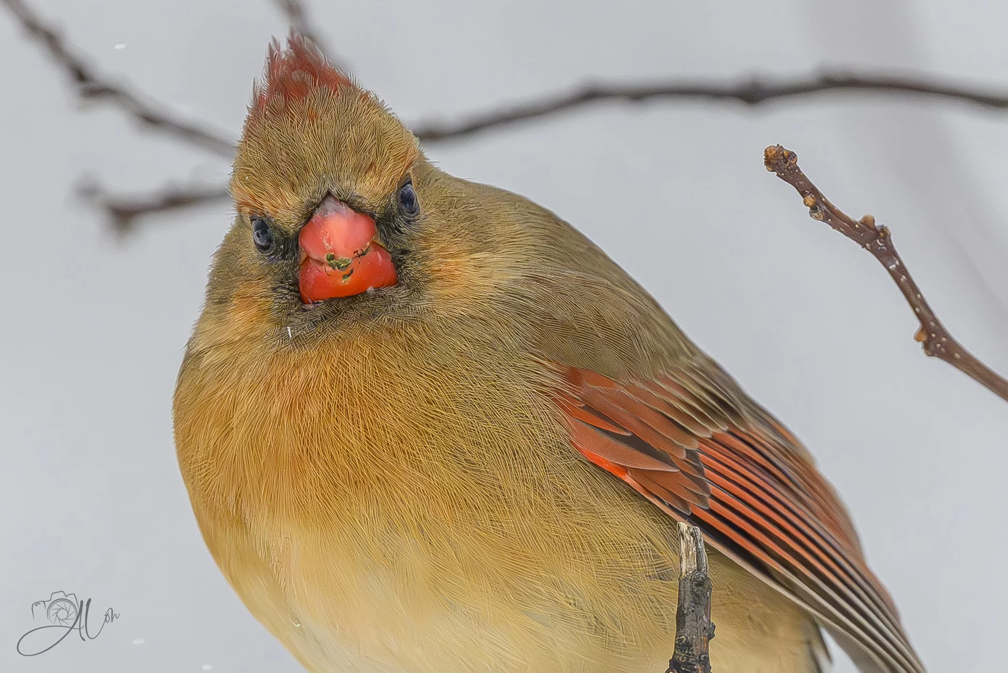Don't You Talk Back To Me!
(Northern Cardinal)
0Z83454