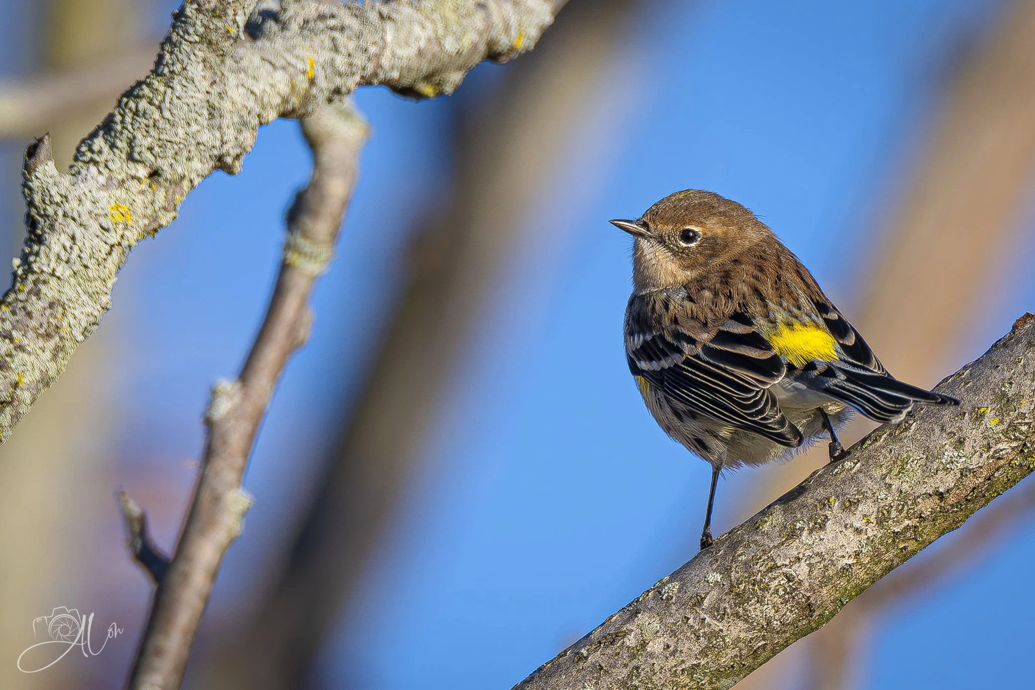 Does This Branch Make My Rump Look Yellow?
(Yellow-Rumped Warbler)
0Z82770