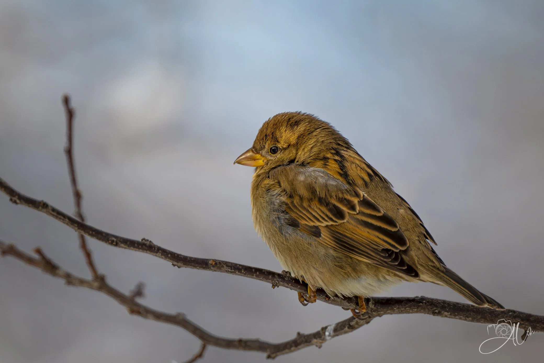 House of Gold
(House Sparrow)
0Z86724