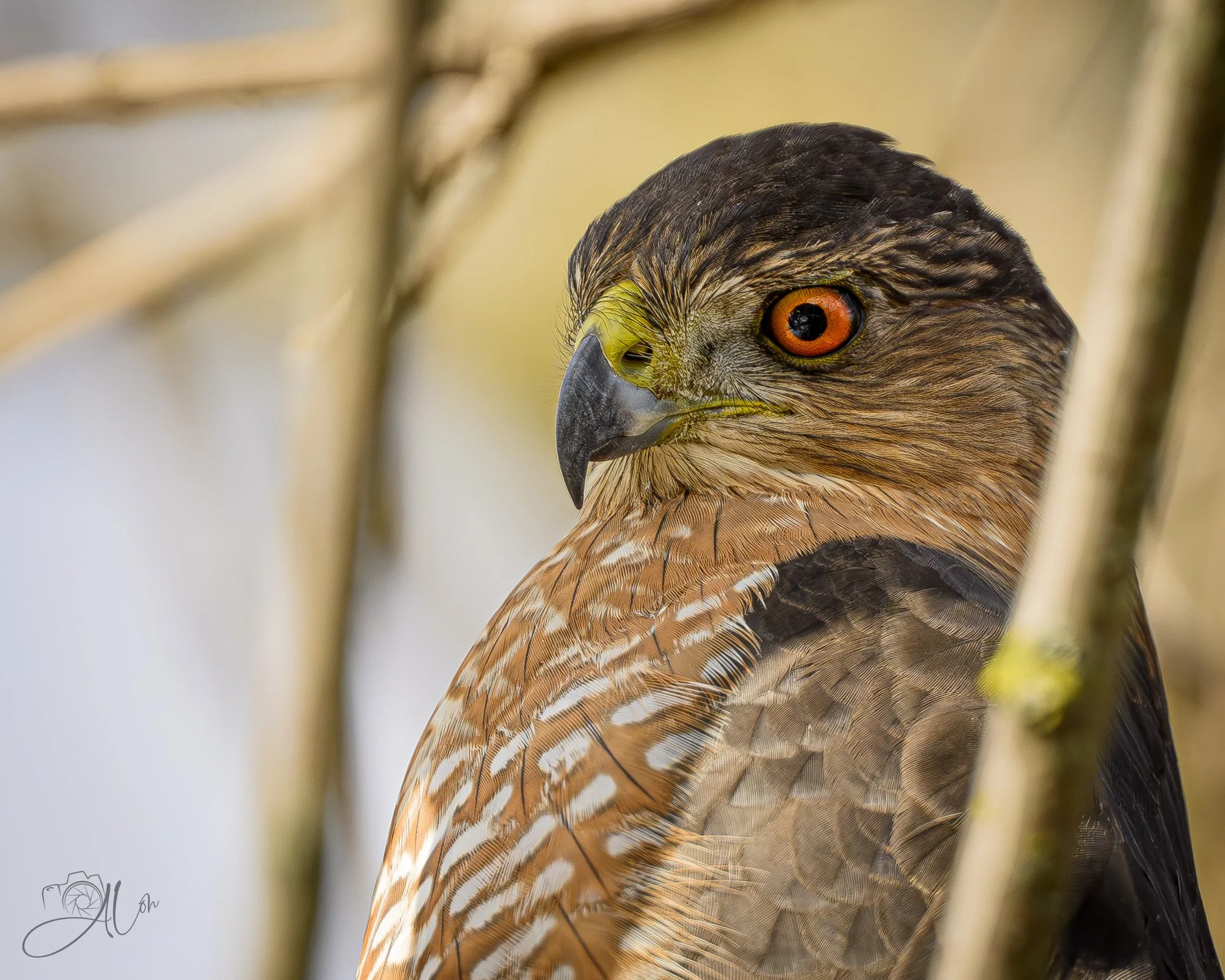 All By Myself
(Cooper's Hawk)
0Z84685