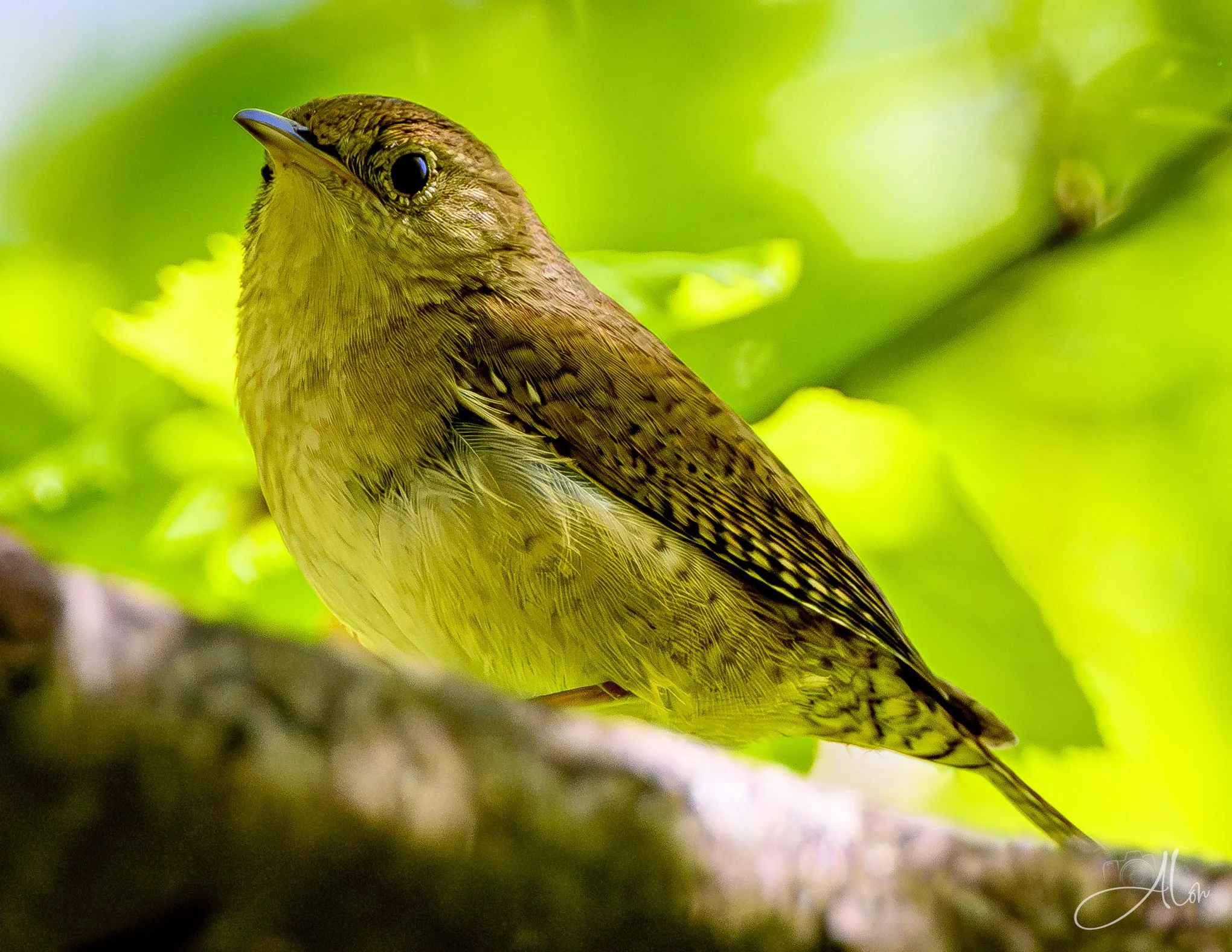 (Northern House Wren)
0Z83301