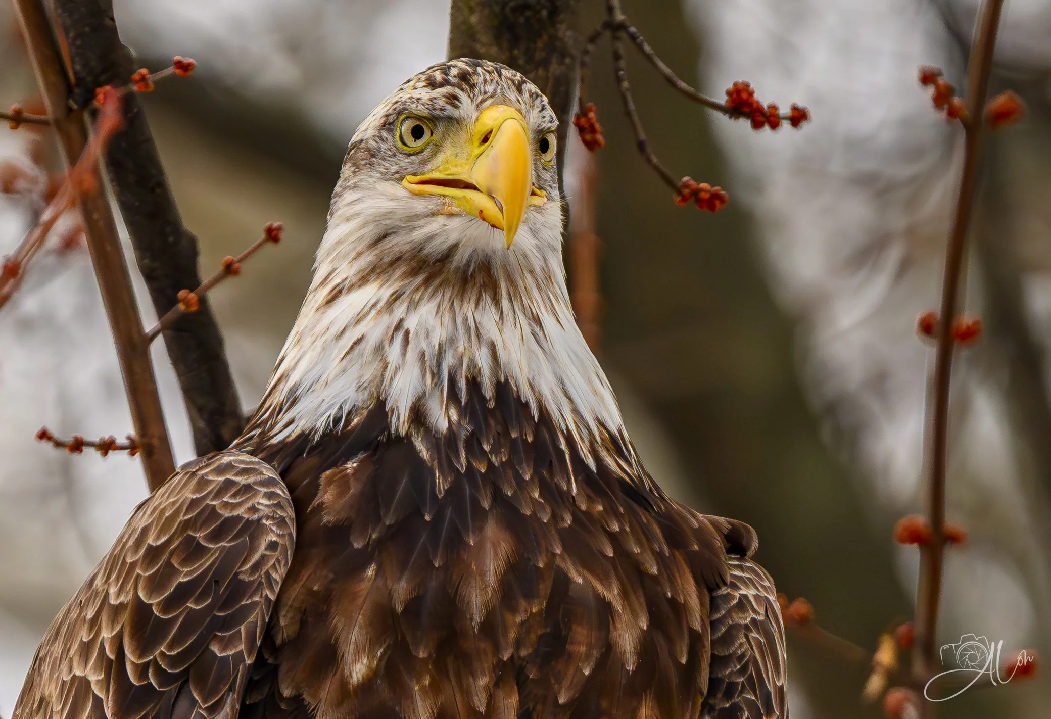 Ya Don't Say?
(Bald Eagle)
0Z88618