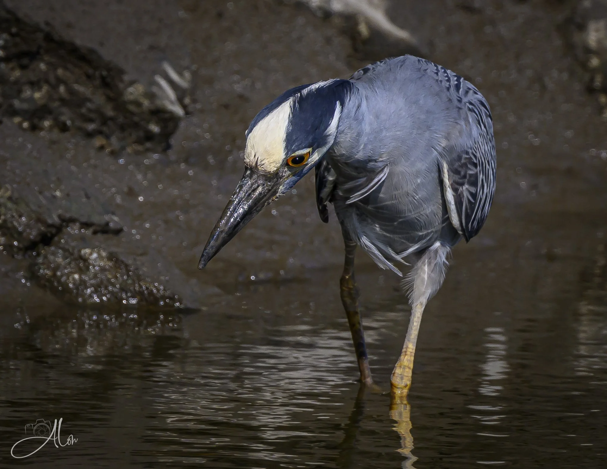 Tour of Duty (Yellow-Crowned Night Heron) Z8062926_7059