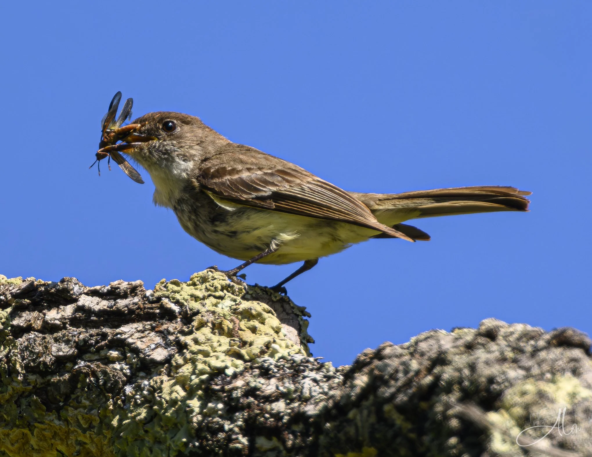 Bringing Home the Insect Bacon (Eastern Phoebe) 0Z89845