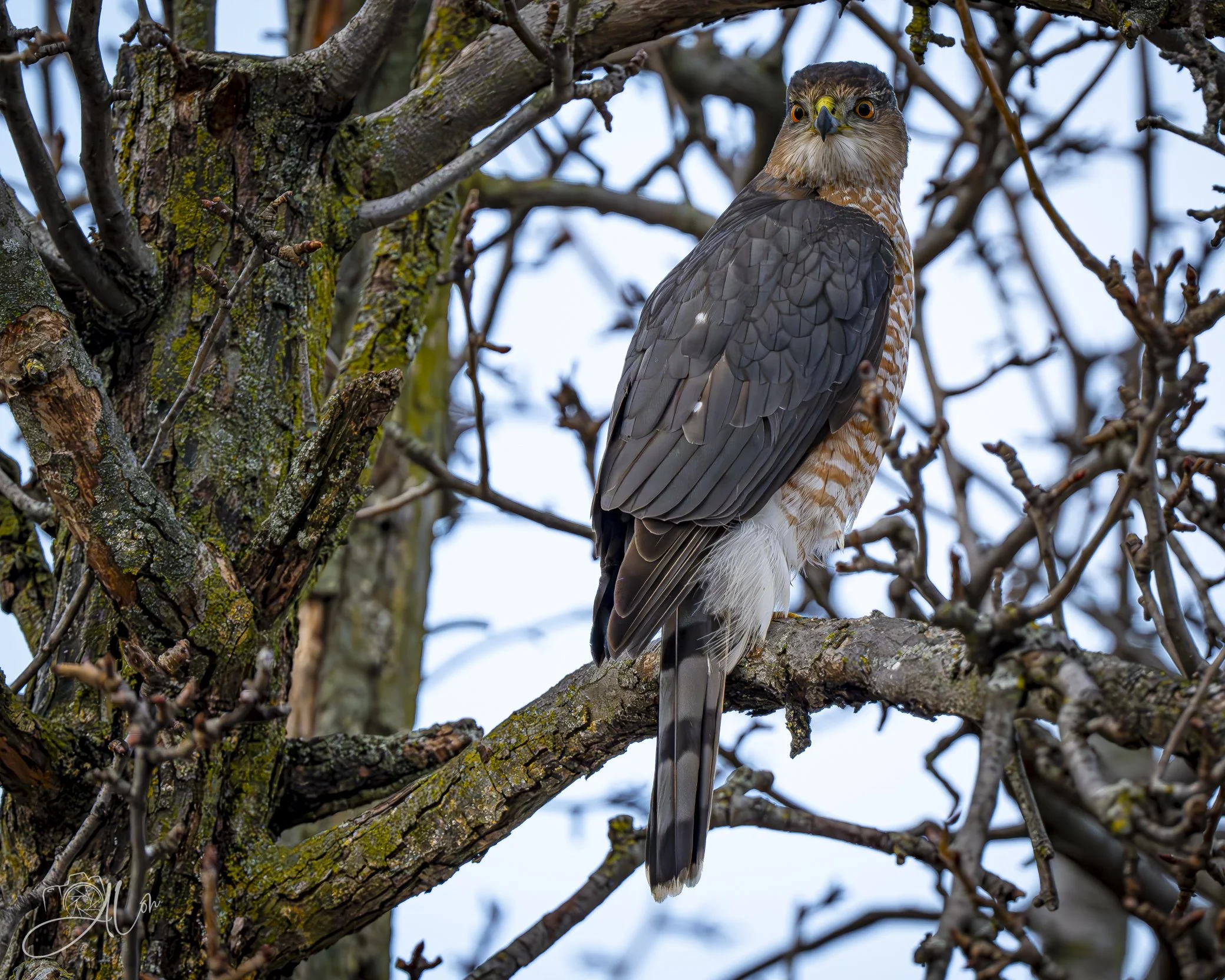 Is This My Place, or Yours?
(Sharp-Shinned Hawk)
0Z84607