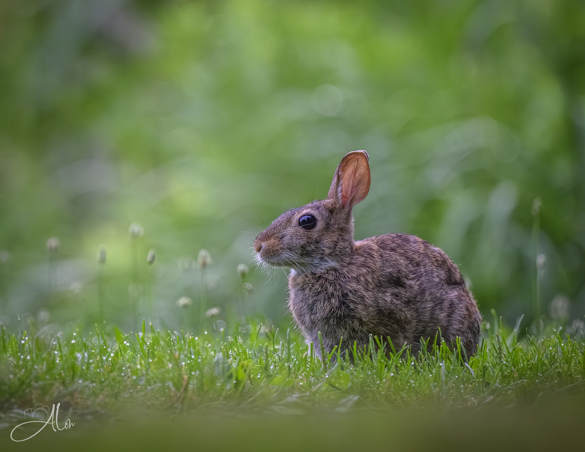 My Name is NOT Peter, Dammit! (Eastern Cottontail) Z8070526_0627