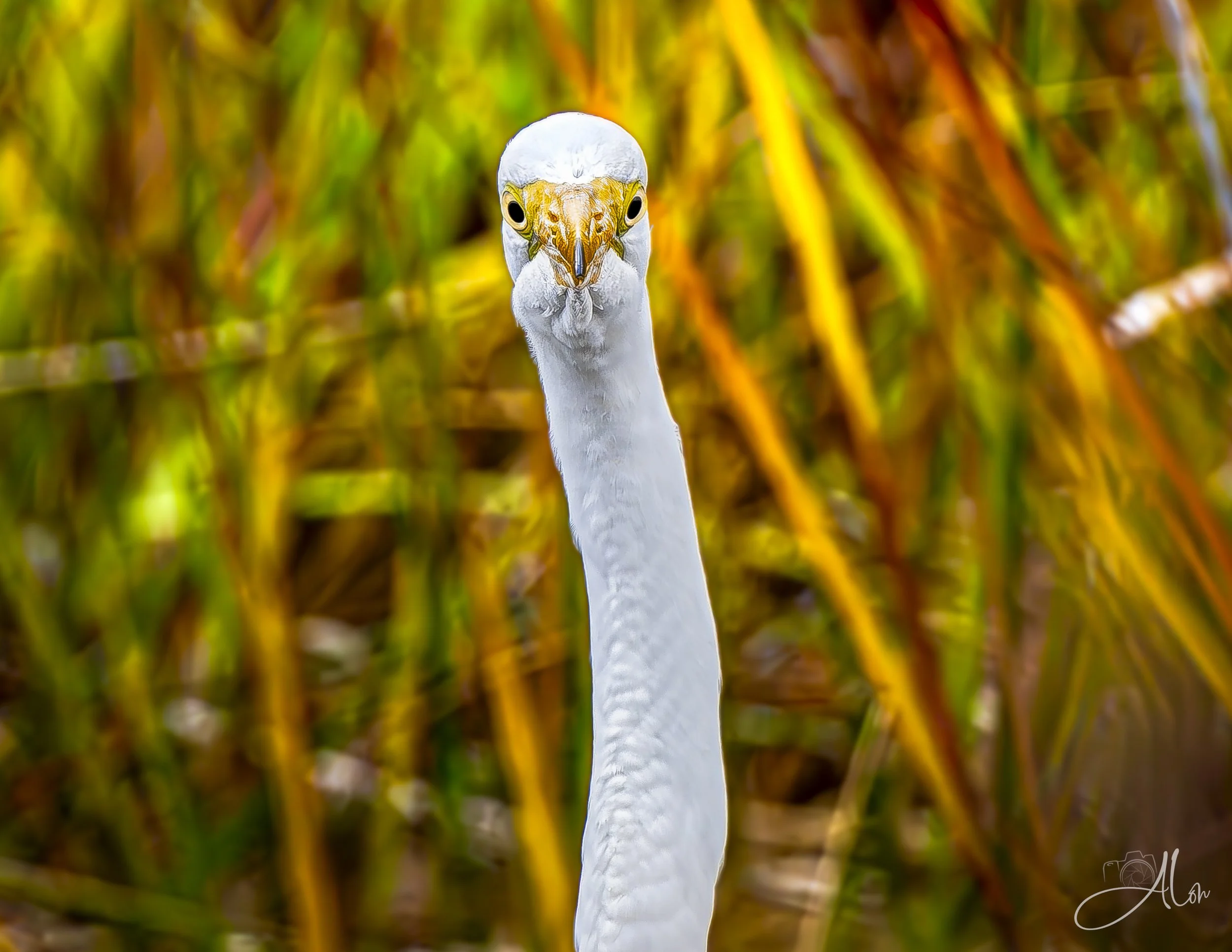Constipation (Great Egret) 0Z89576