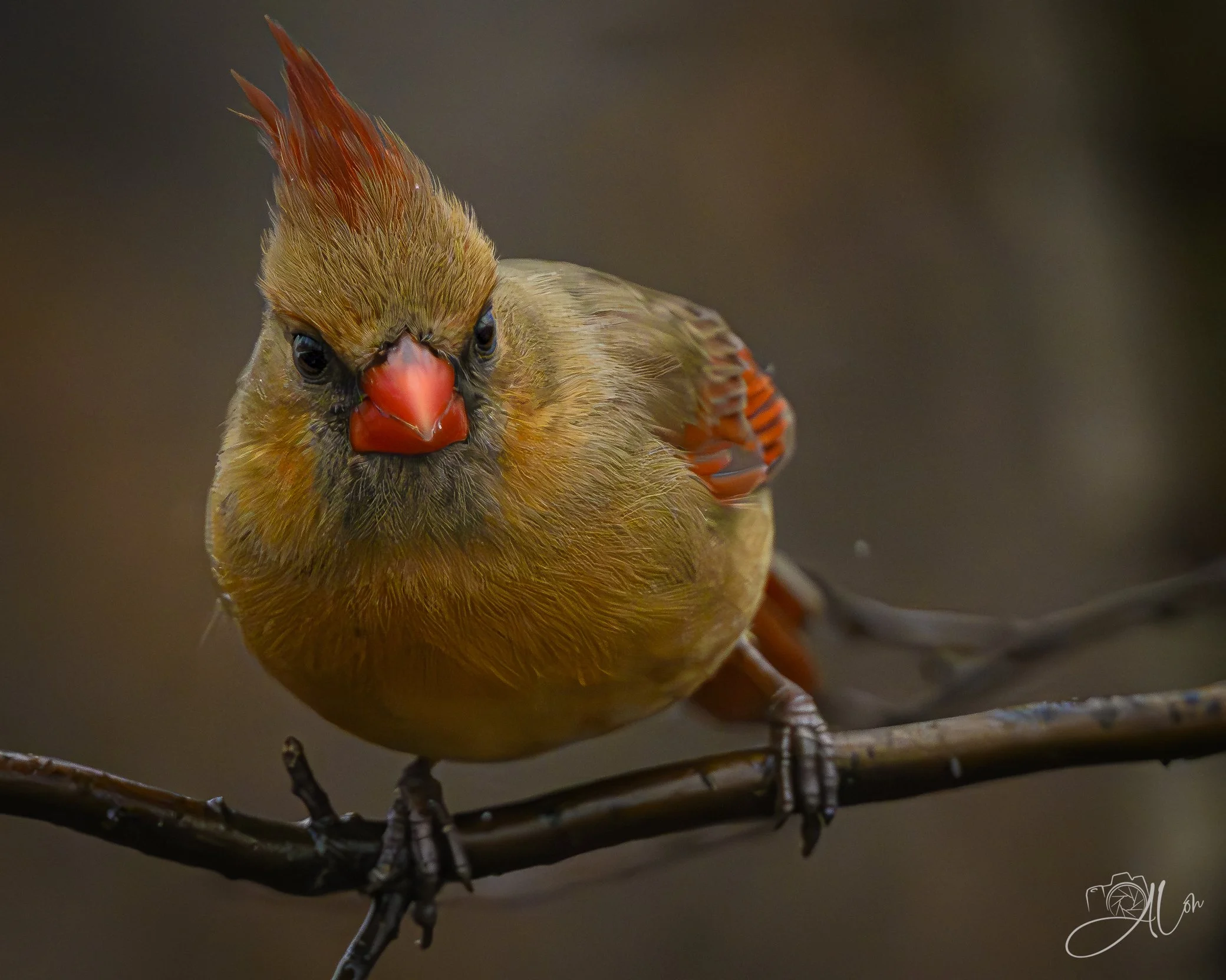 Suspicion
(Northern Cardinal)
0Z85702