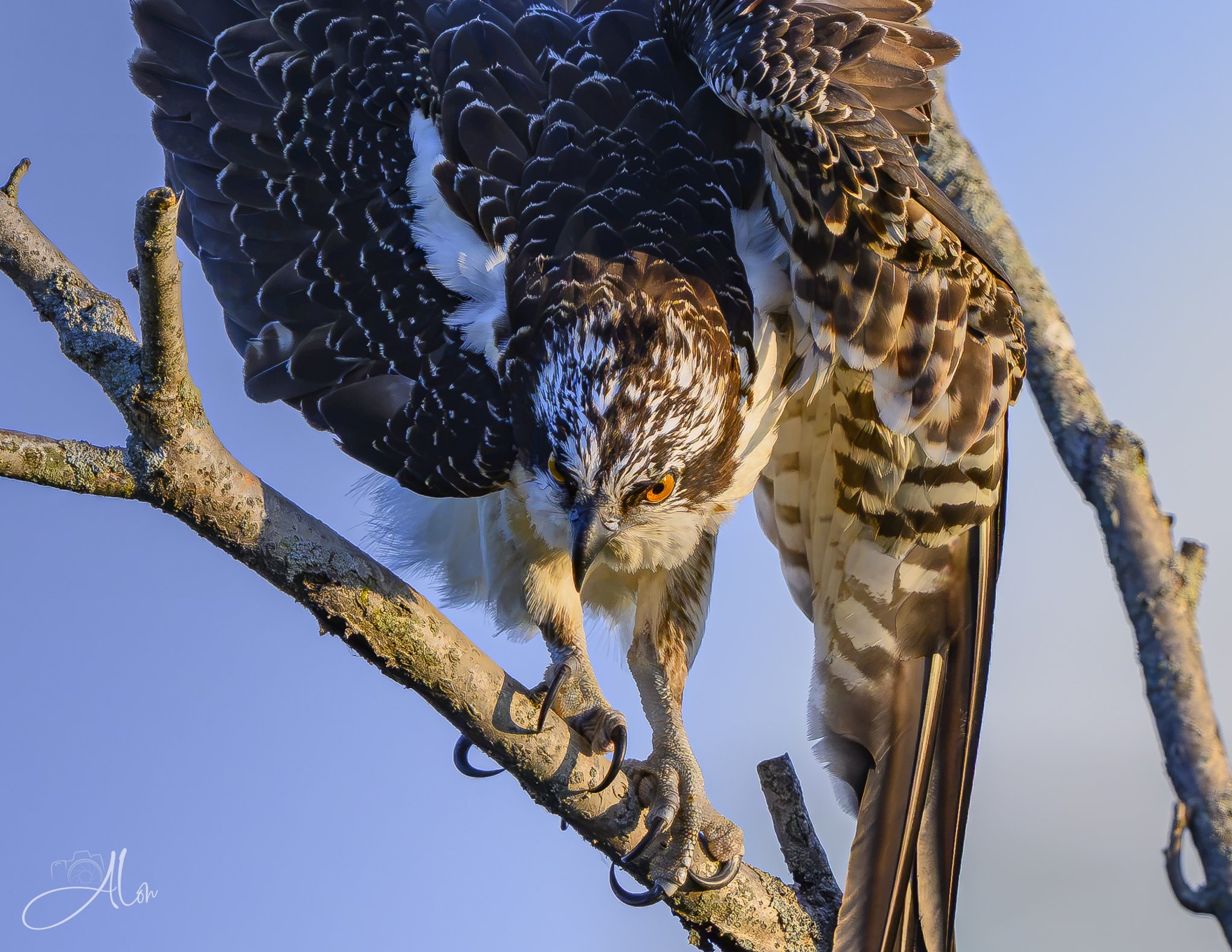 Crouching Tiger (Osprey) 082426_1774
