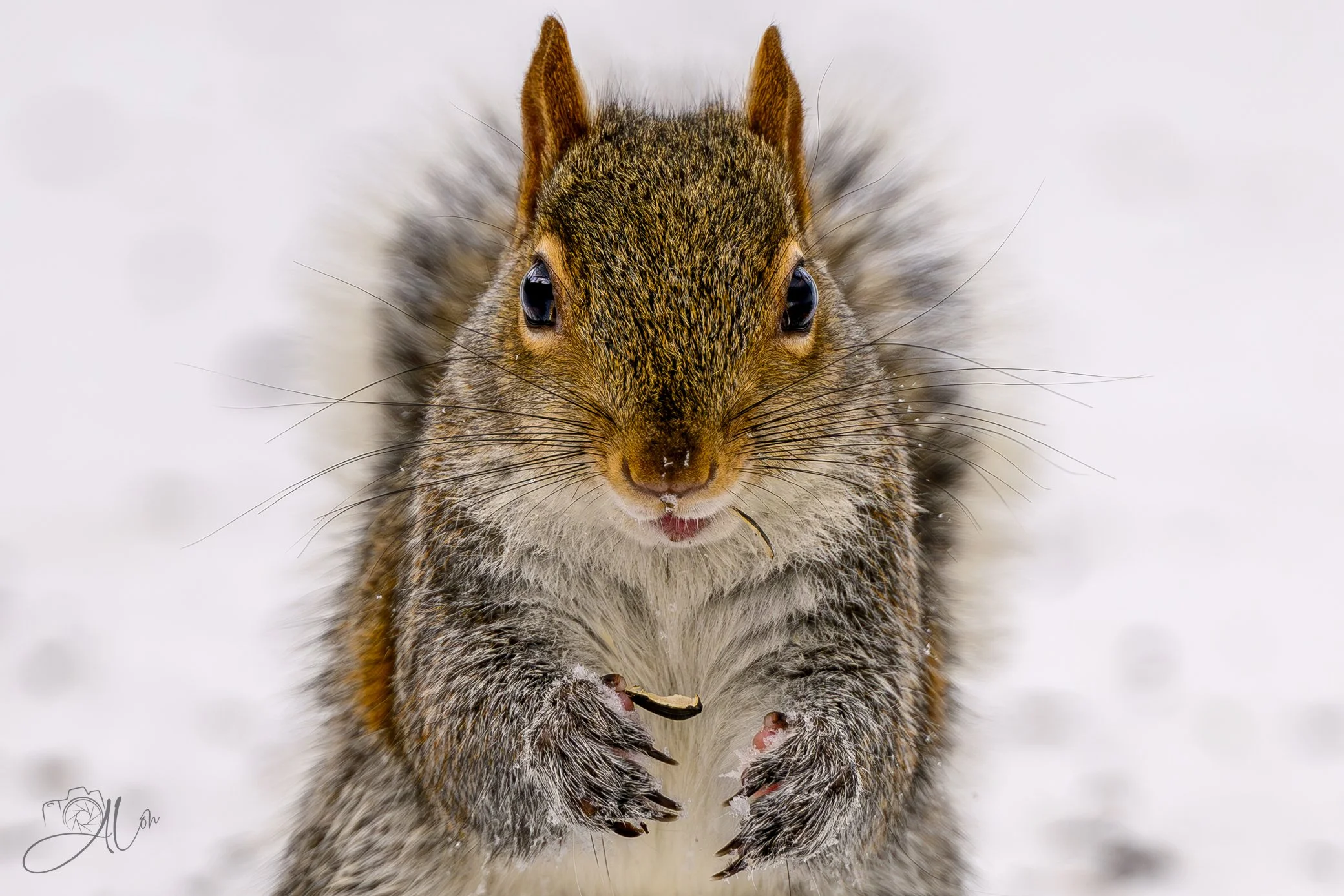 Let Me Tell You Sumpthin'!
(Eastern Gray Squirrel)
0Z89705