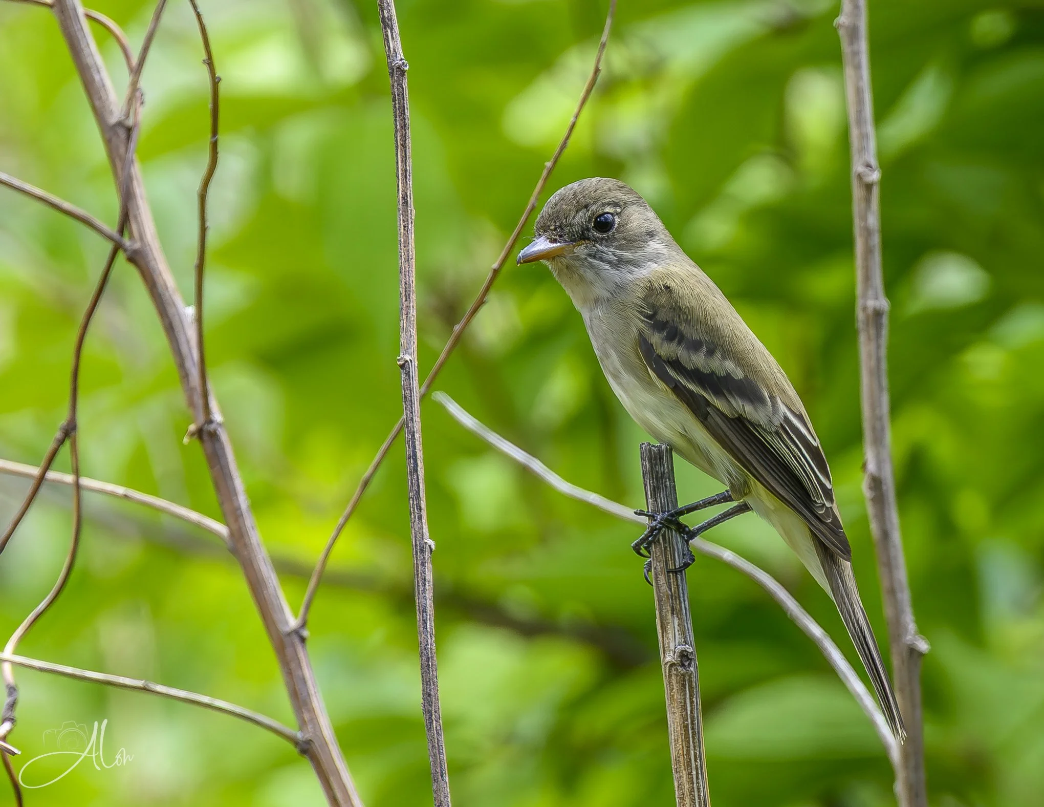 Willow Flycatcher