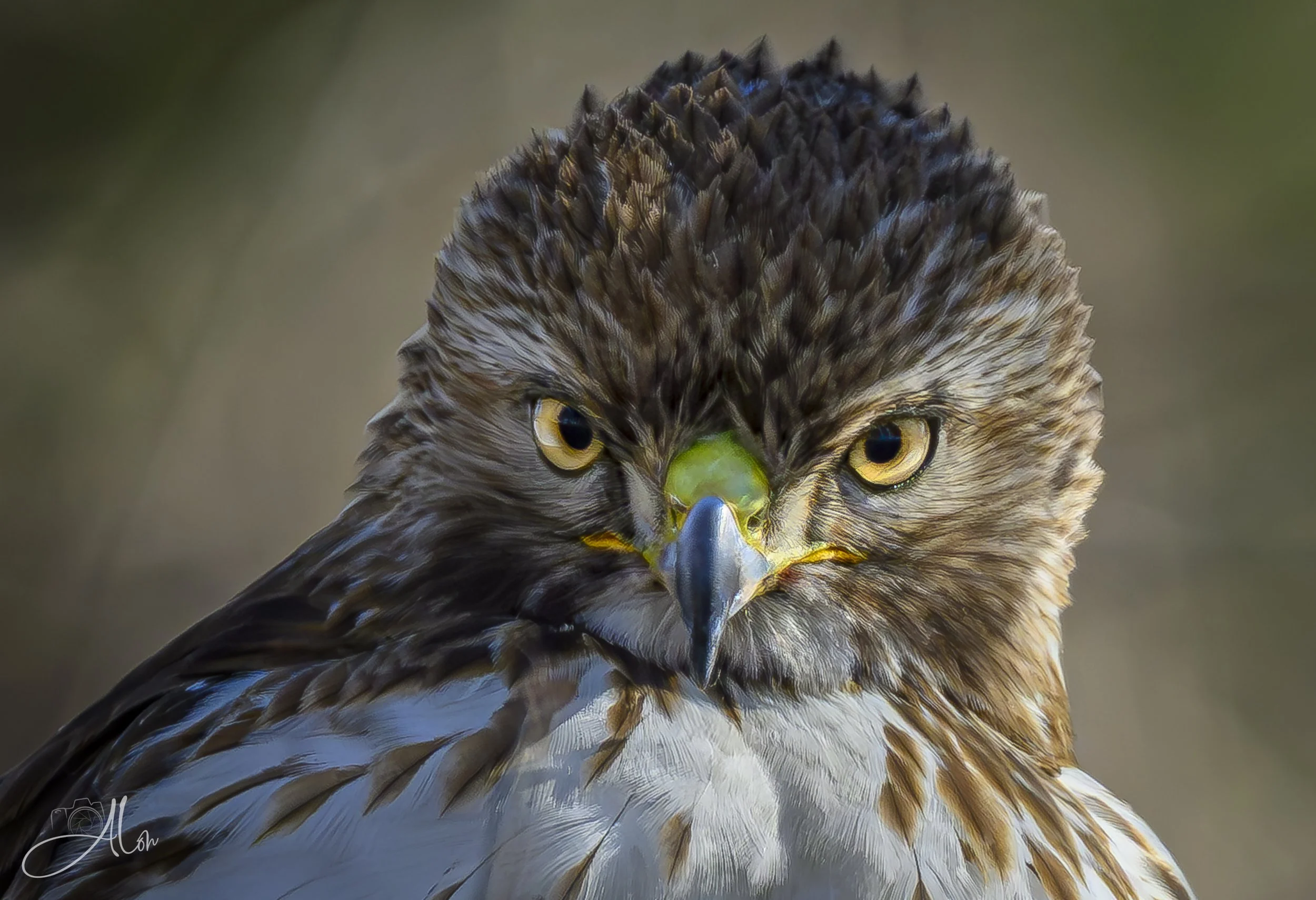 Penetrating Gaze (Red-Tailed Hawk) 0Z89132