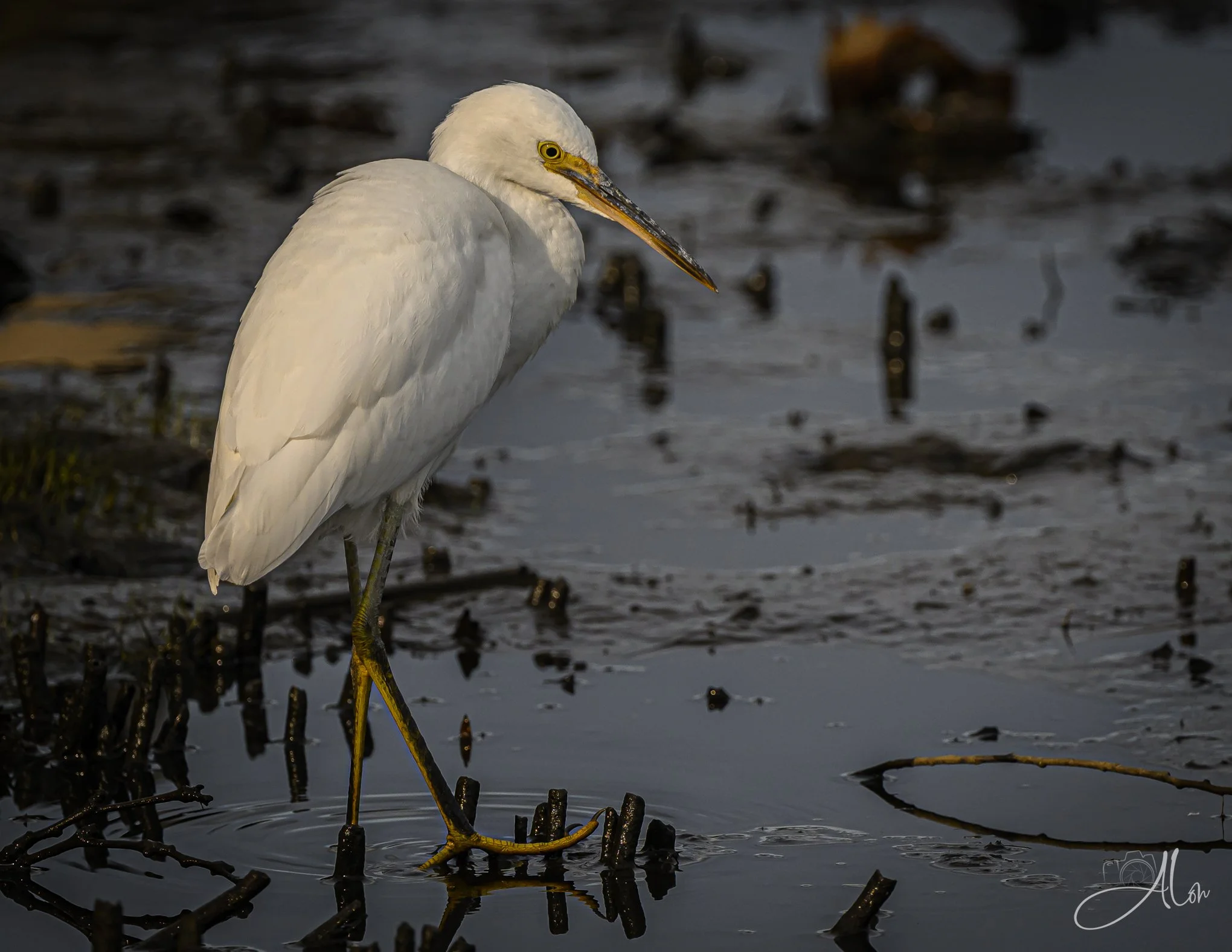 Tarred and Feathered (Snowy Egret) 072926_2775