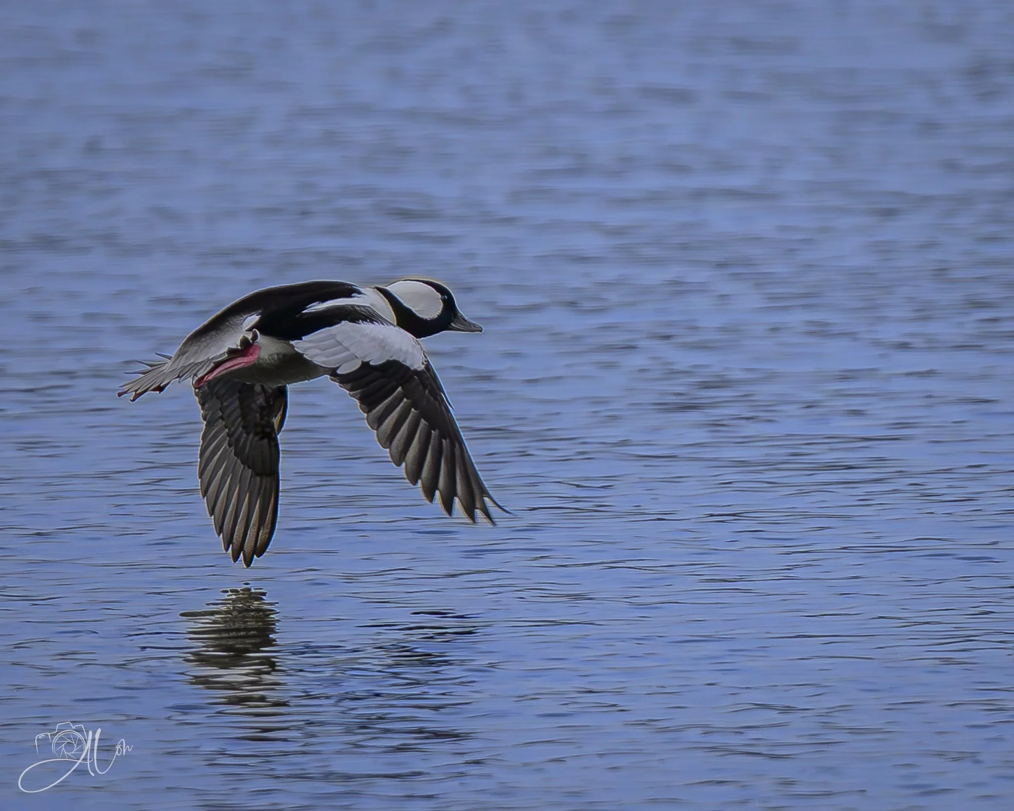 Banking Left
(Bufflehead)
0Z88227