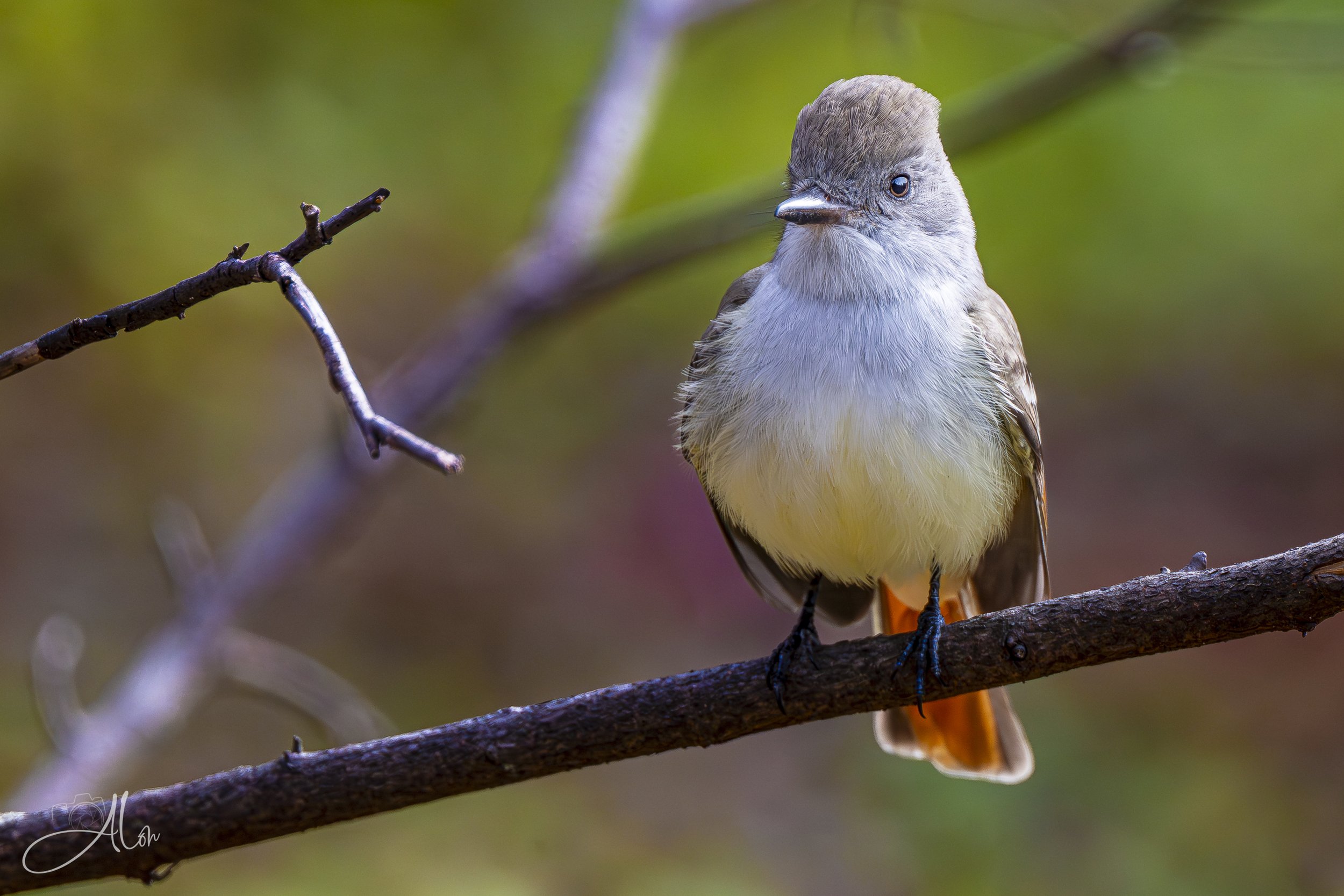 High and Tight (Ash-Throated Flycatcher) 0Z88637