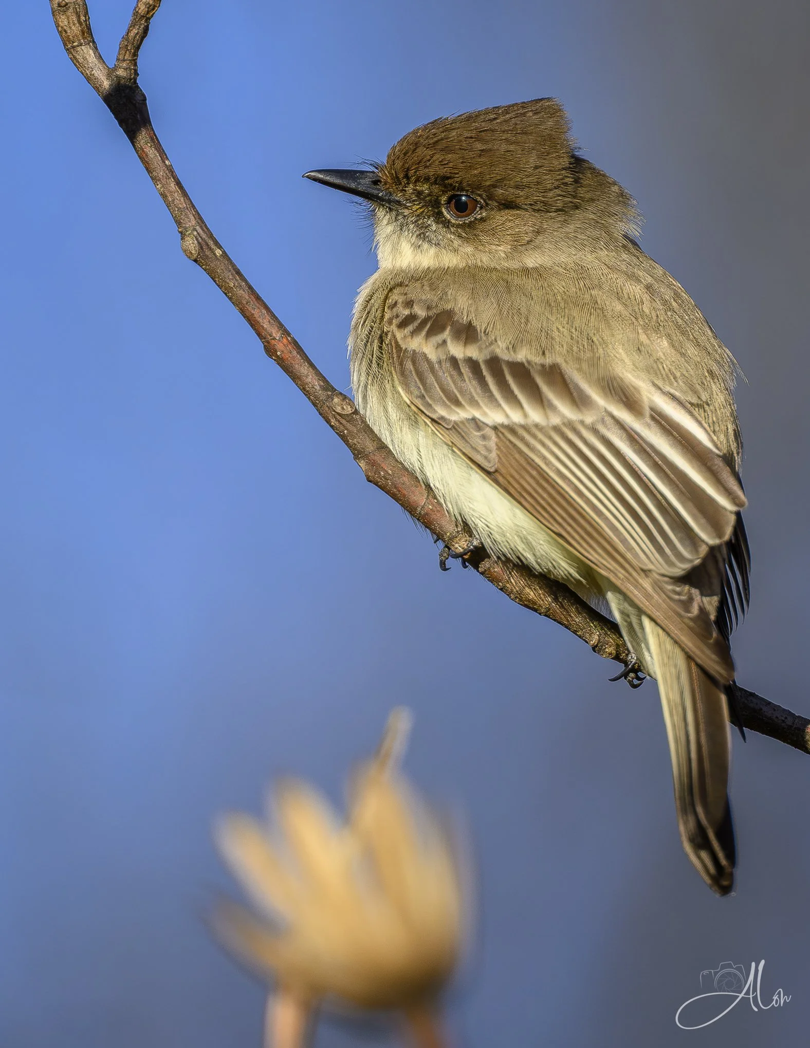 Lotus Feet
(Eastern Phoebe)
0Z89298