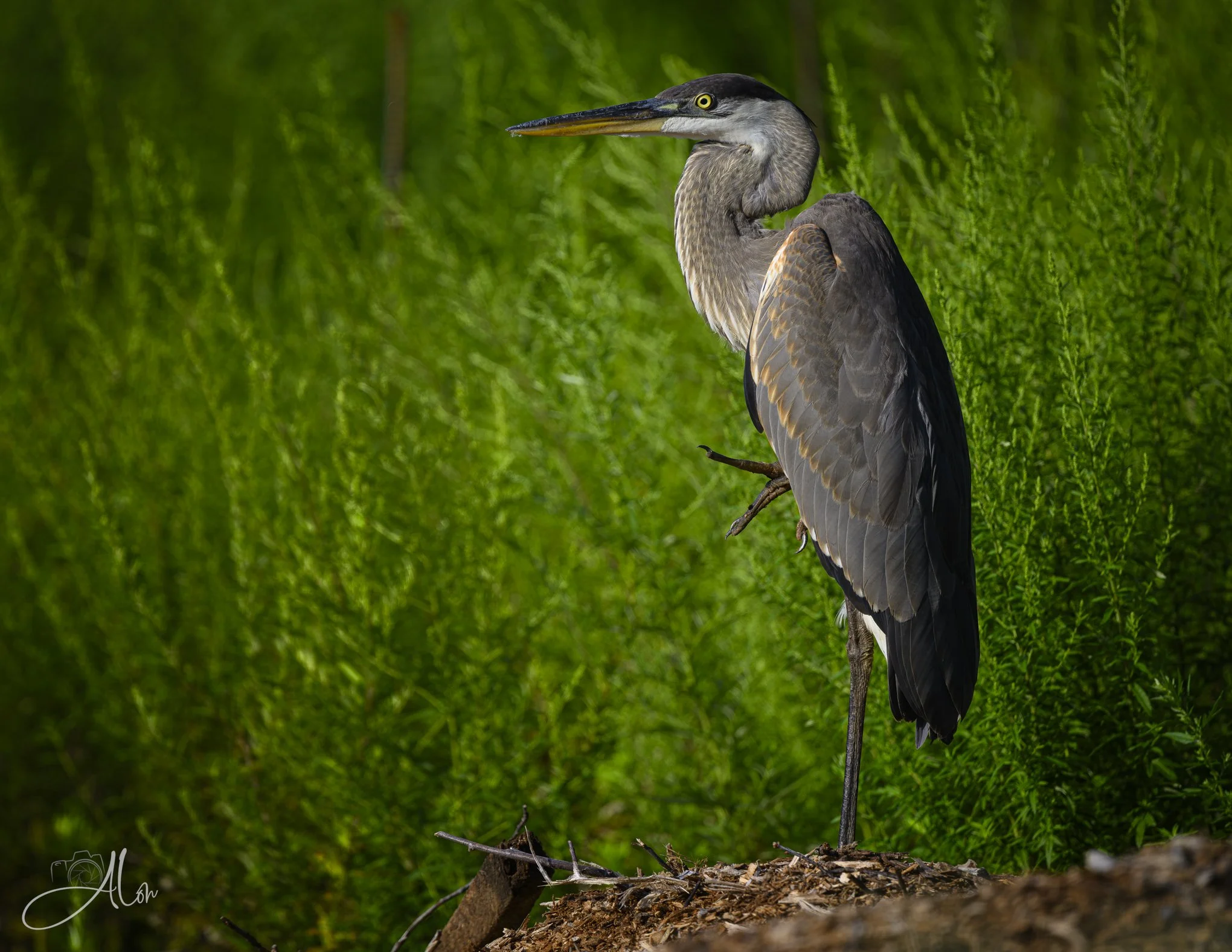 Feeling Chipper (Great Blue Heron) 081226_0004