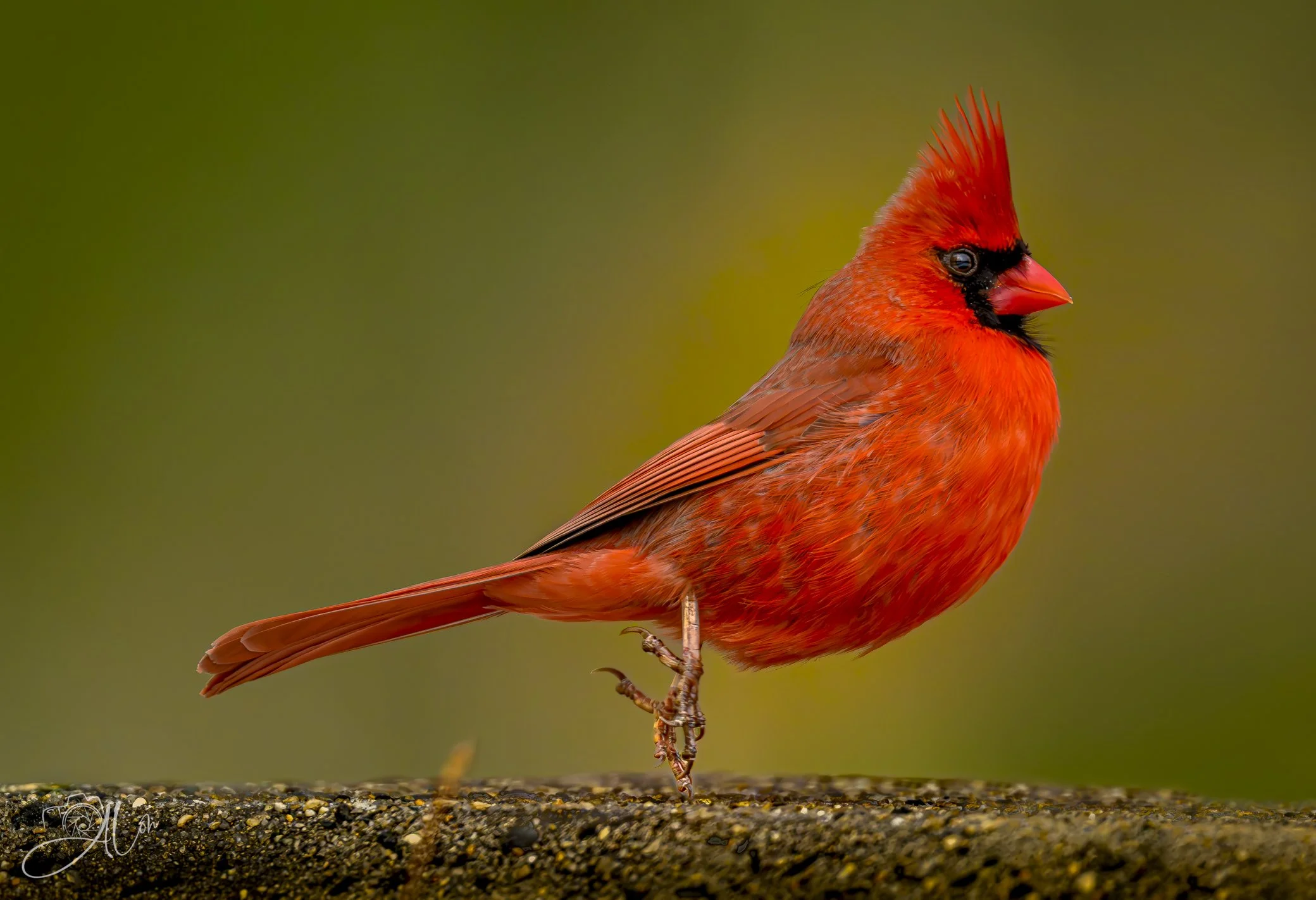 Twinkletoes
(Northern Cardinal)
0Z84459-Edit-2