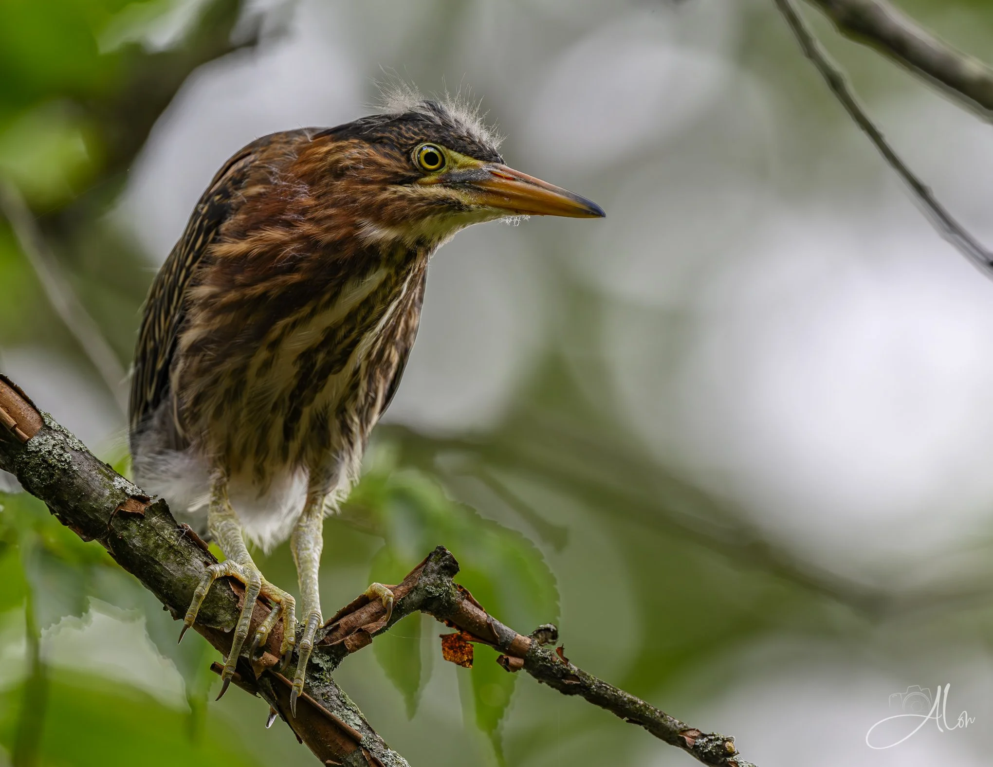 Fuzzy Bottom Blues (Green Heron) 20260711_0129