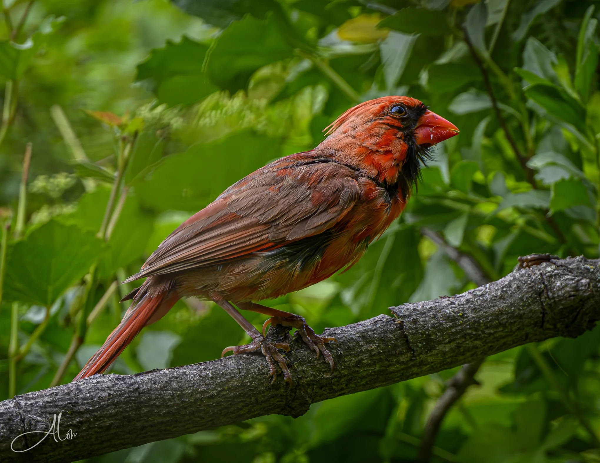 Quilted (Northern Cardinal) Z8062726_3787