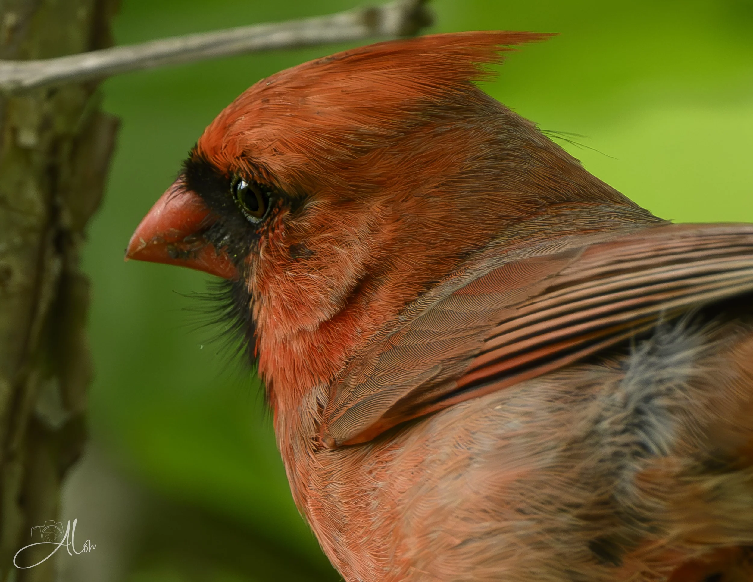 Northern Cardinal