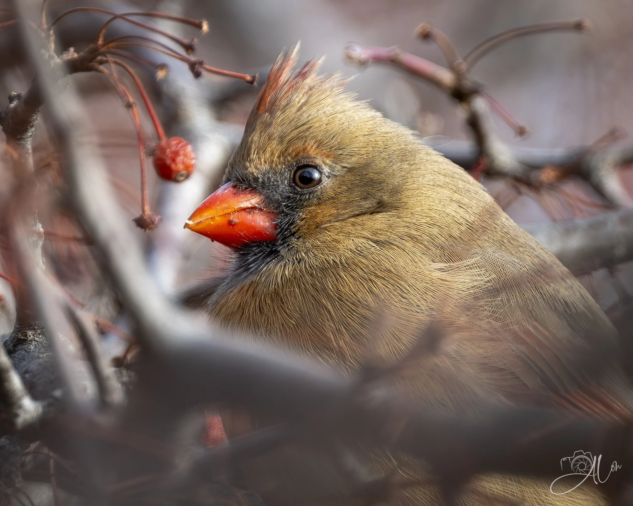 A Private Moment
(Northern Cardinal)
0Z86234