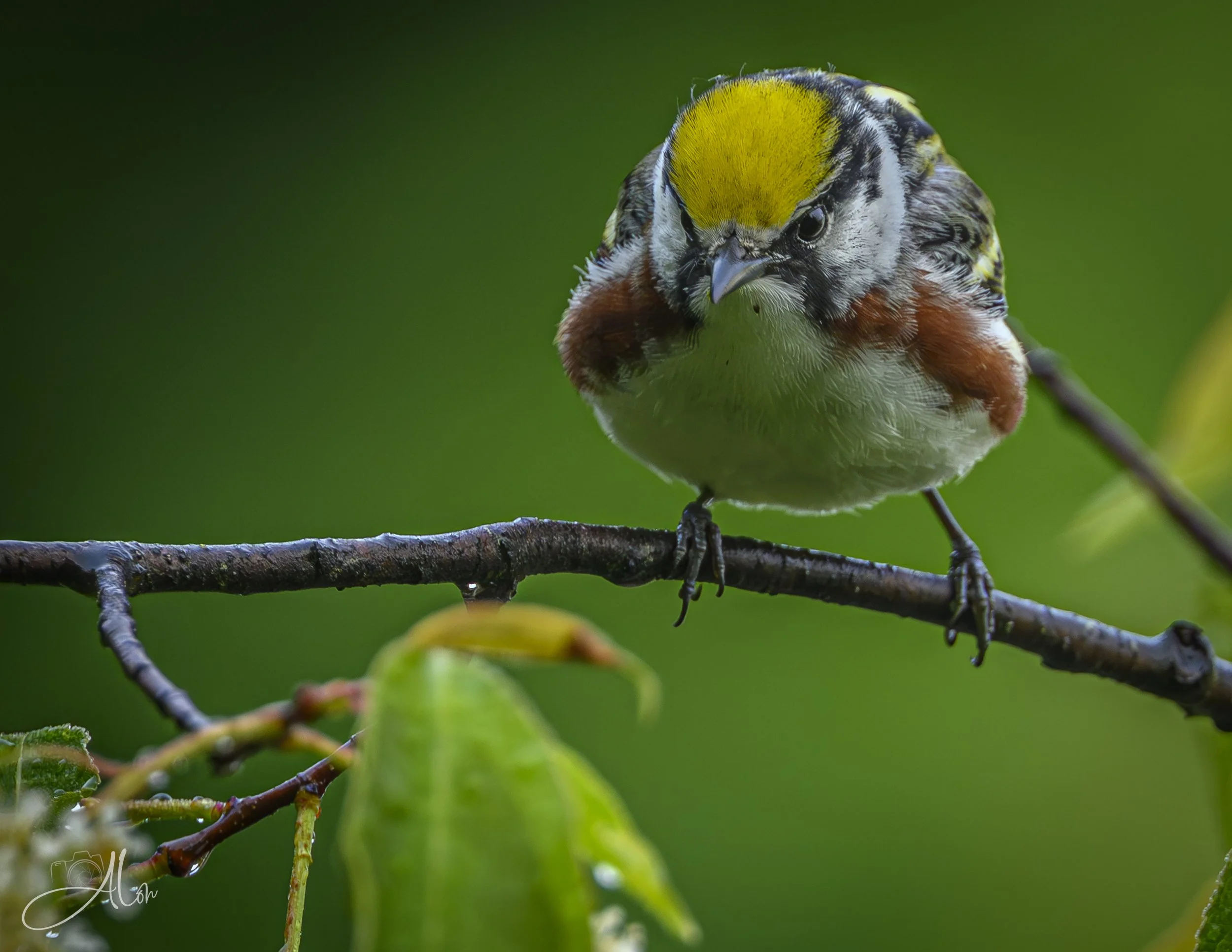 Chestnut-Sided Warbler