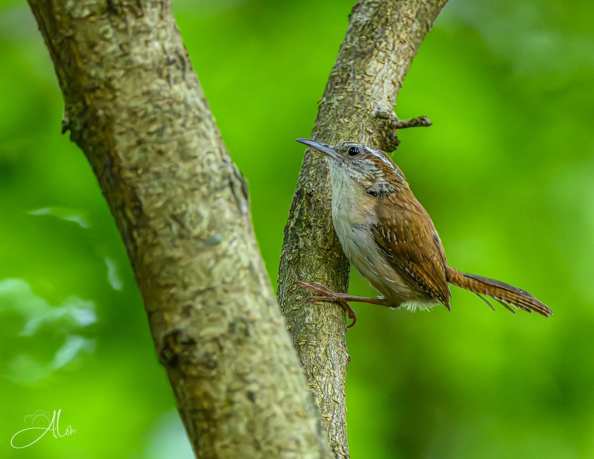 Nothing Could Be Finer (Carolina Wren) Z8062726_4316