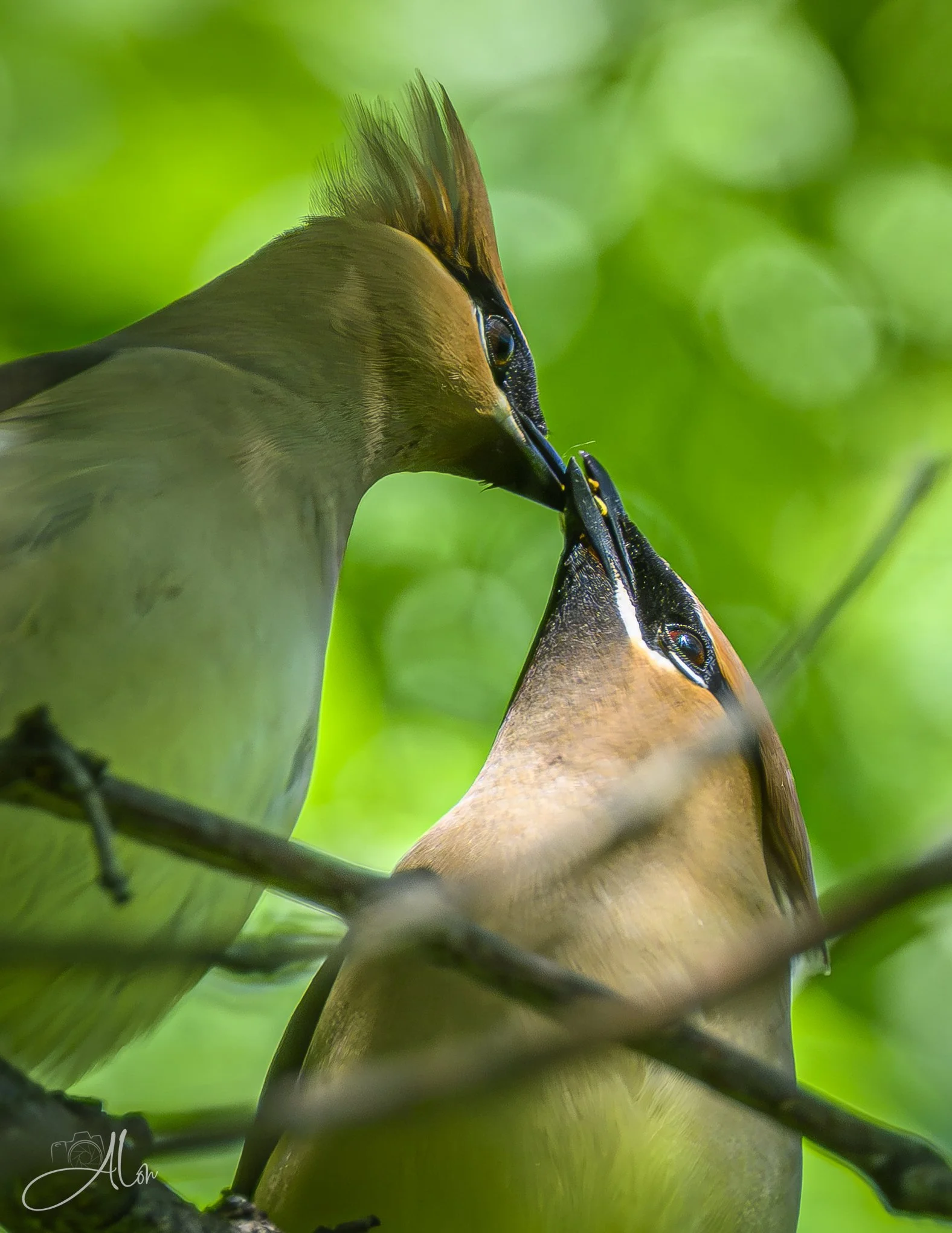 Gift Exchange (Cedar Waxwings) 0Z83593