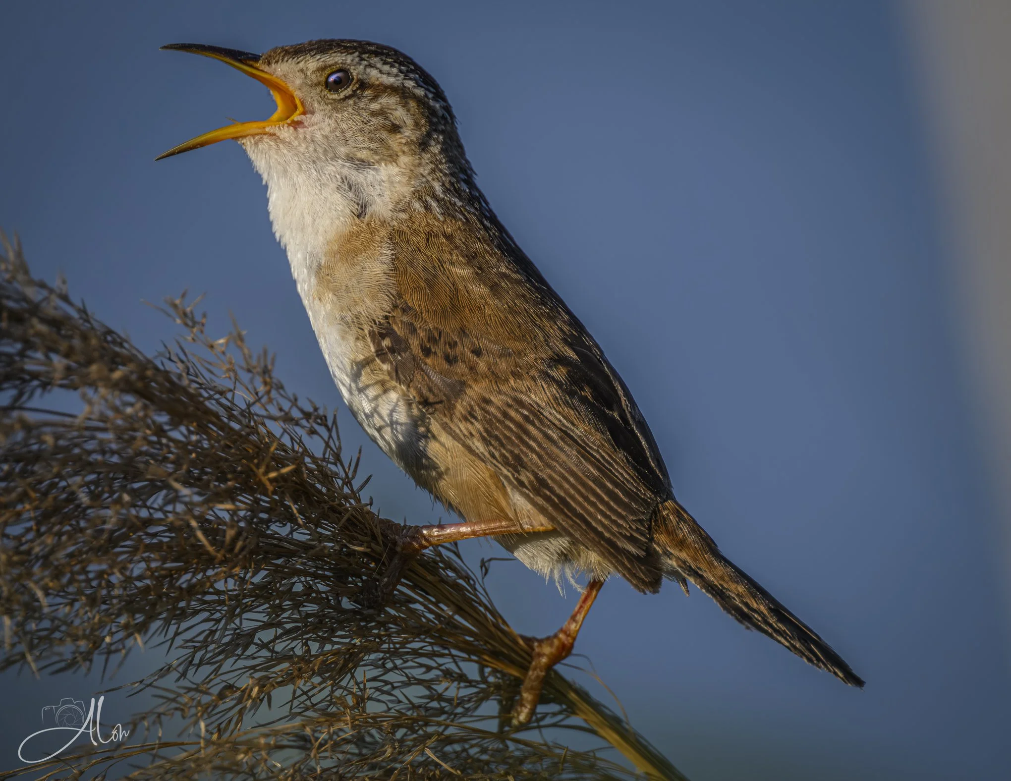 I'm Here! (Marsh Wren) Z8070326_3228