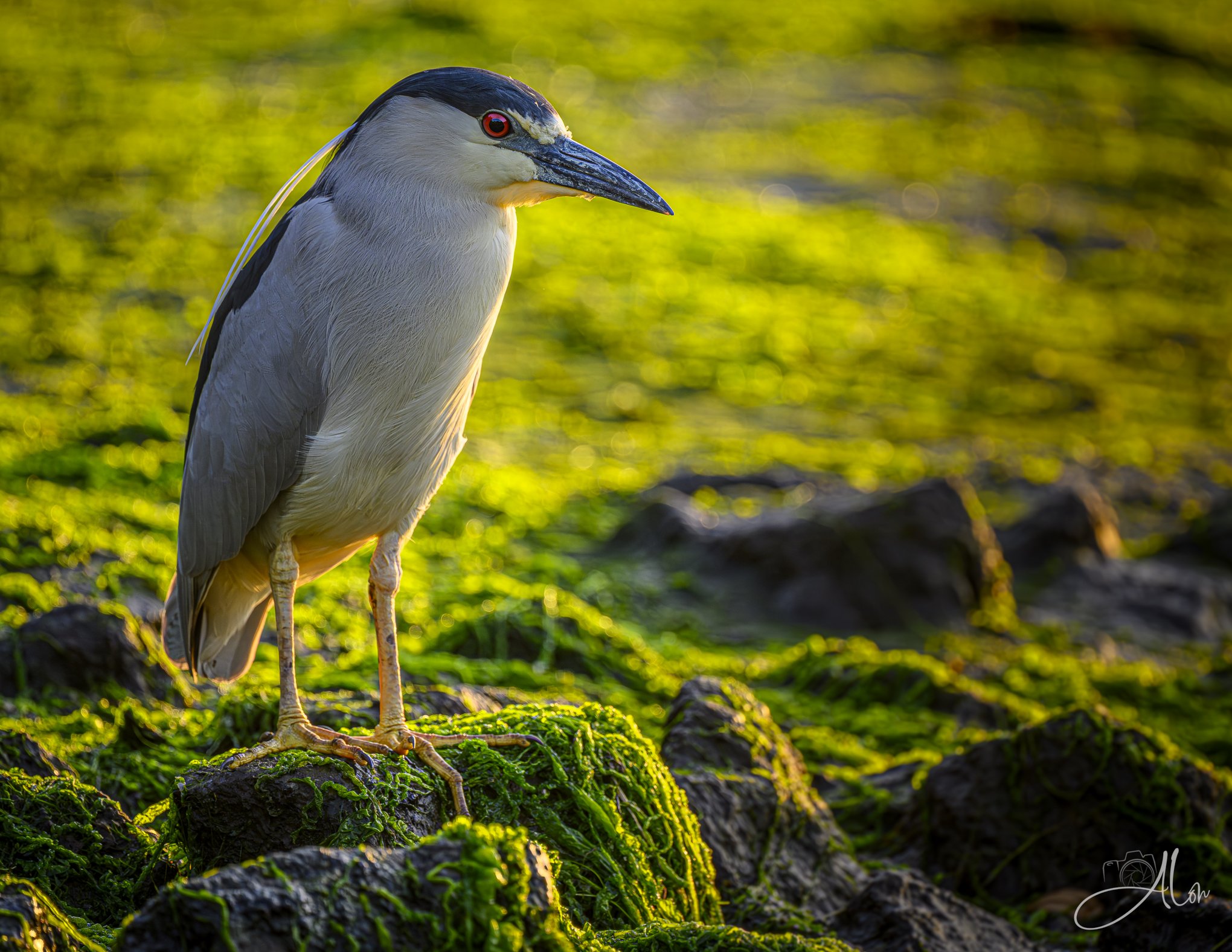 Black-Crowned Night Heron