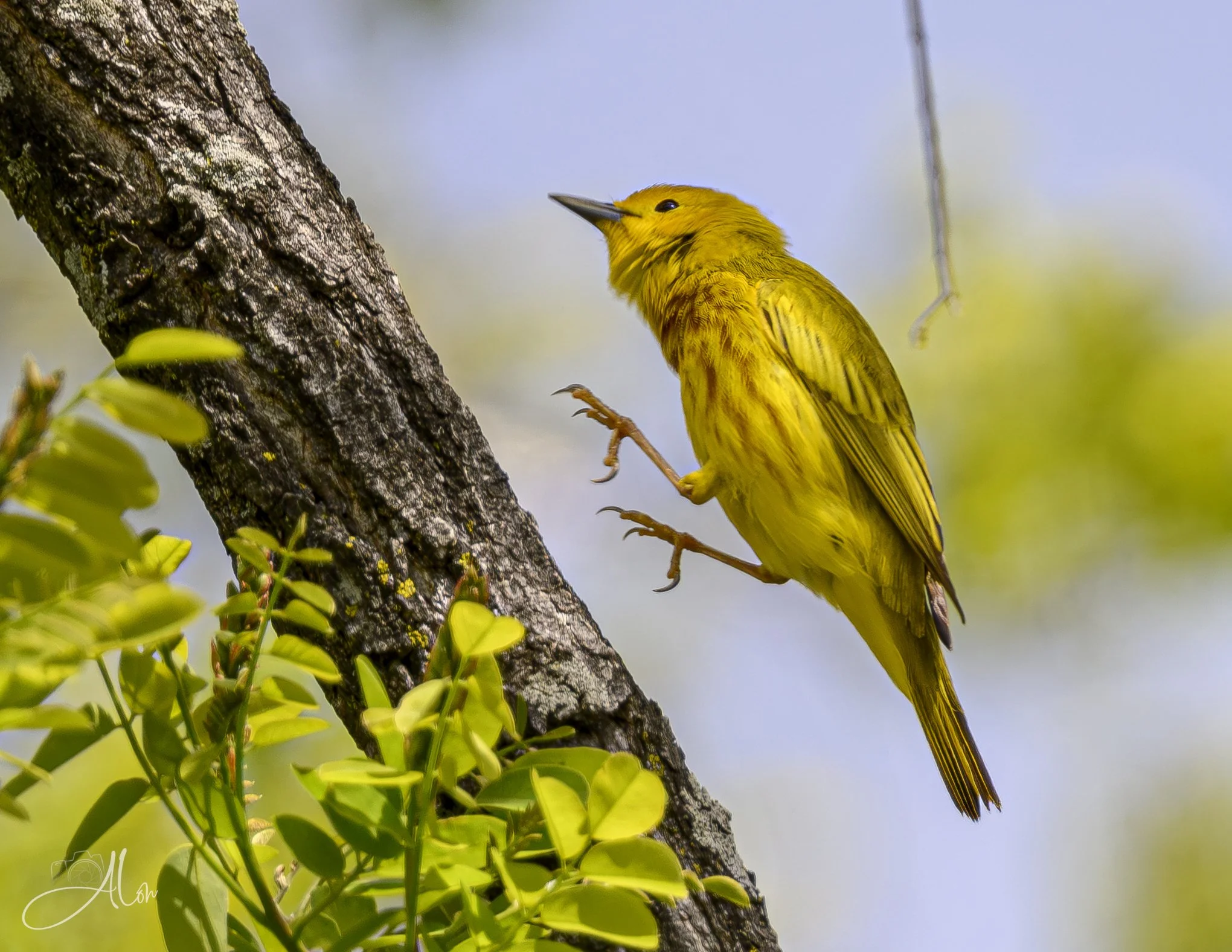 (Northern Yellow Warbler)
0Z83169