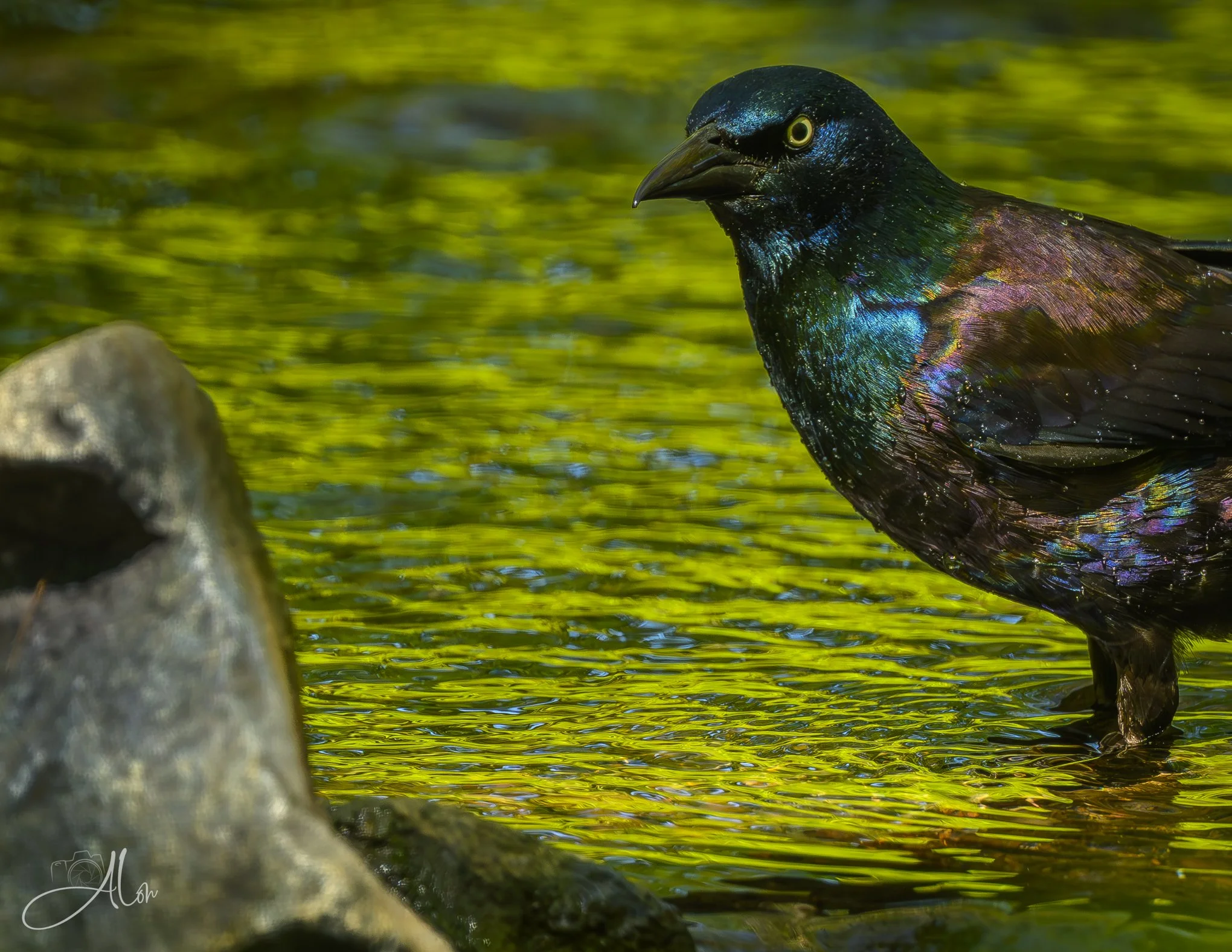 You're In My Way
(Common Grackle)
0Z87135