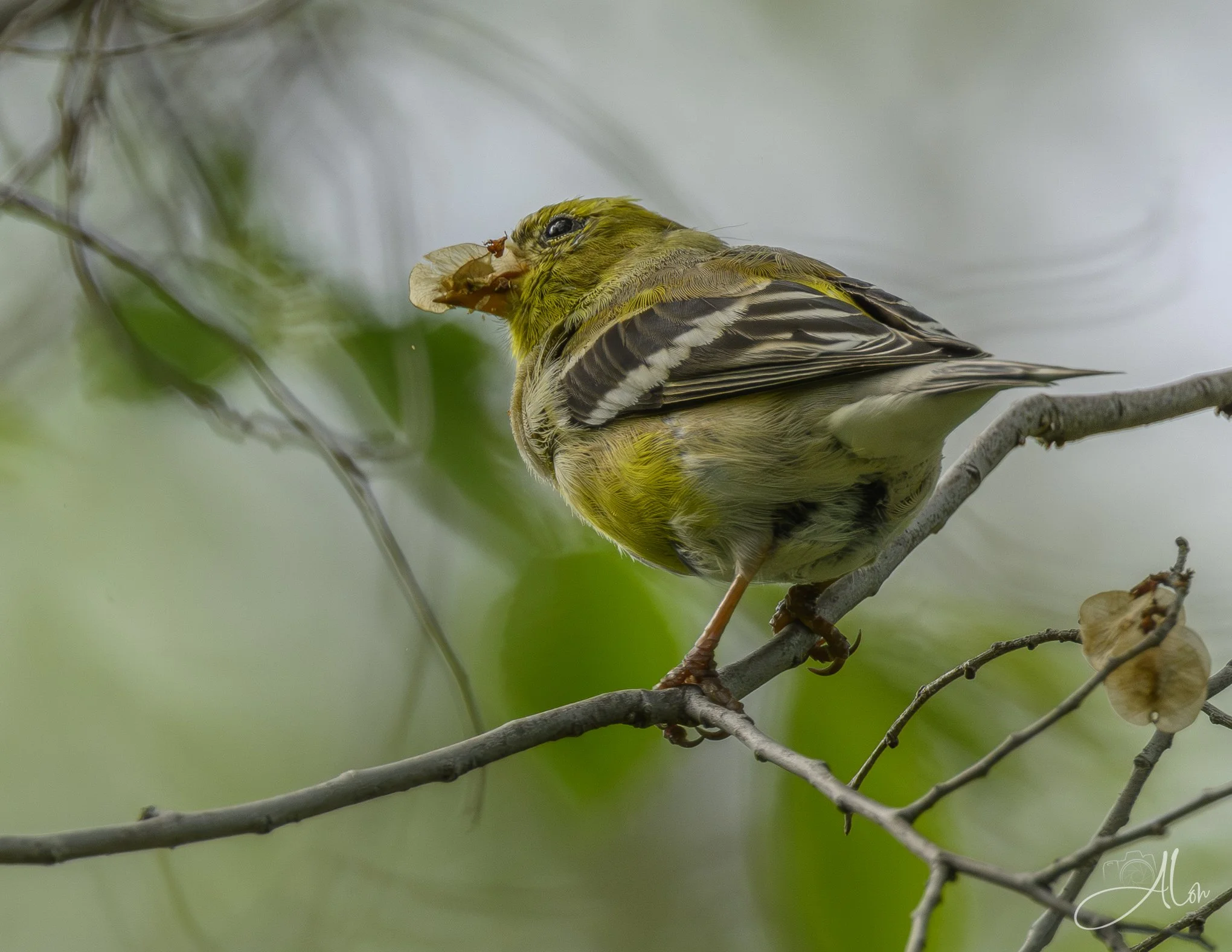 (American Goldfinch)
0Z80836