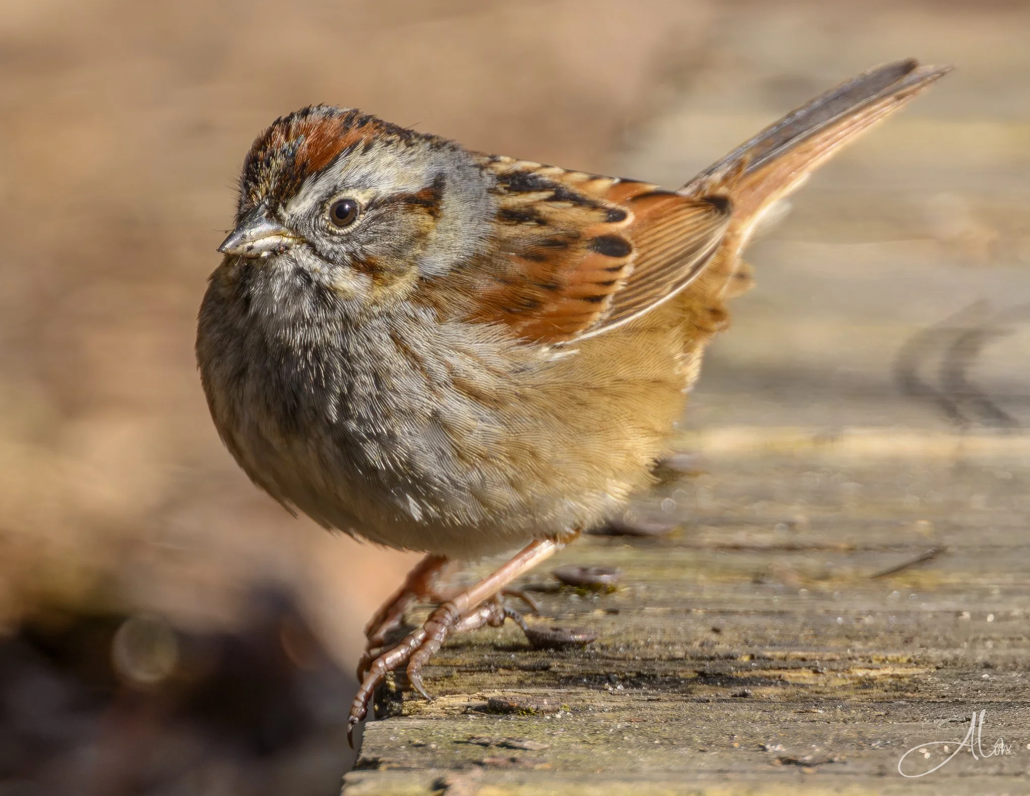 Slumming It
(Swamp Sparrow)
0Z81833