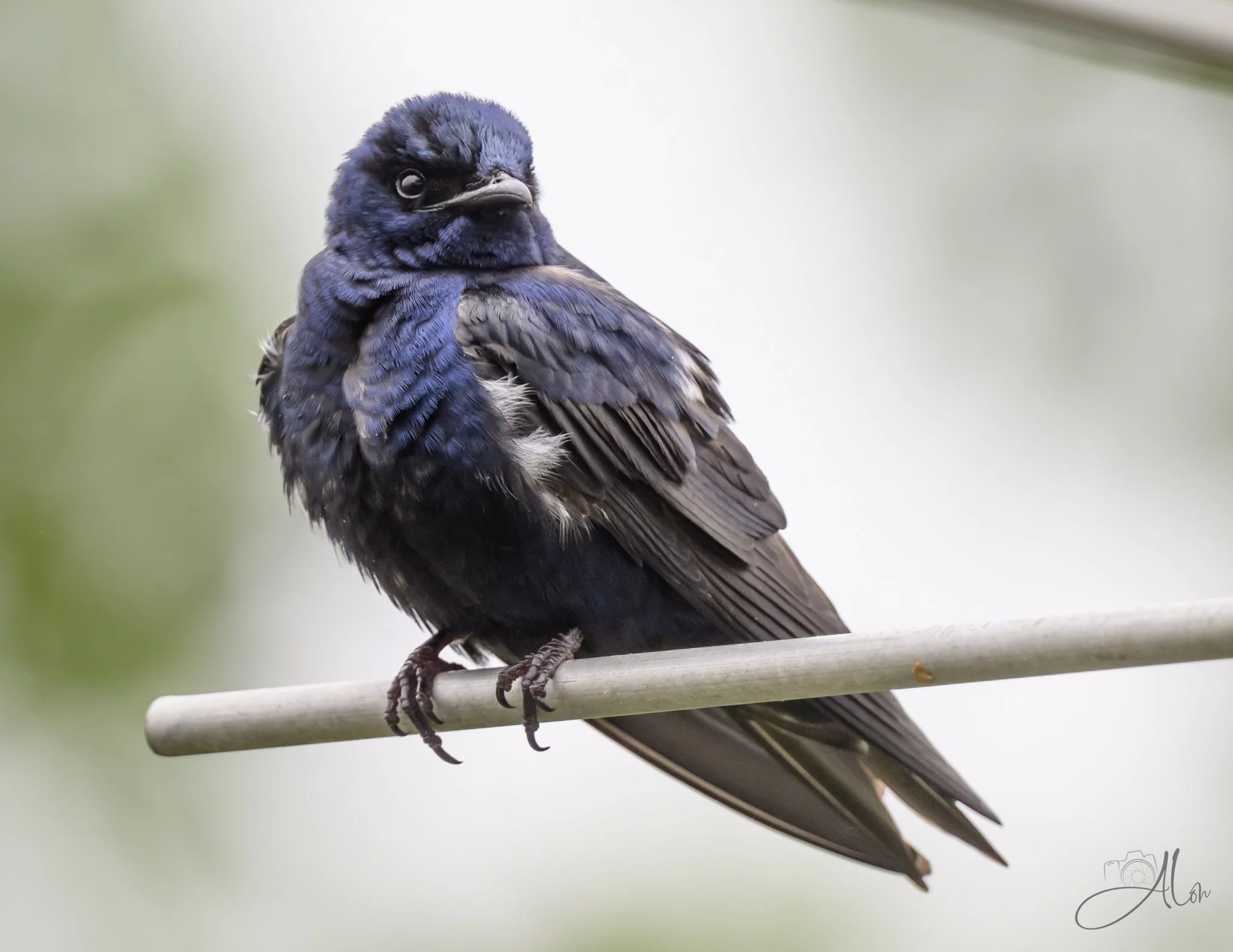 Purple Puff (Purle Martin) 0Z81303