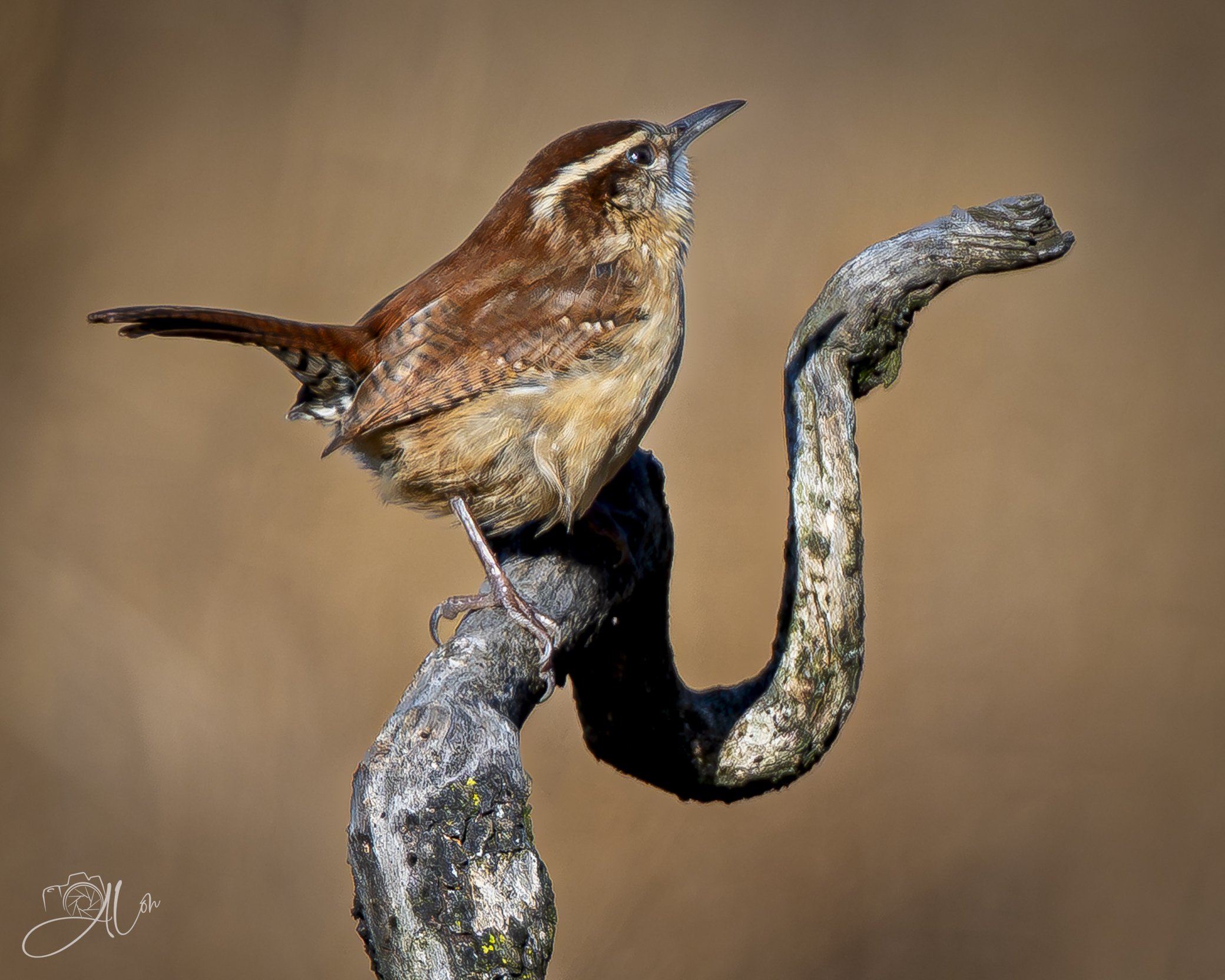 Croon at the Moon
(Carolina Wren)
0Z81068