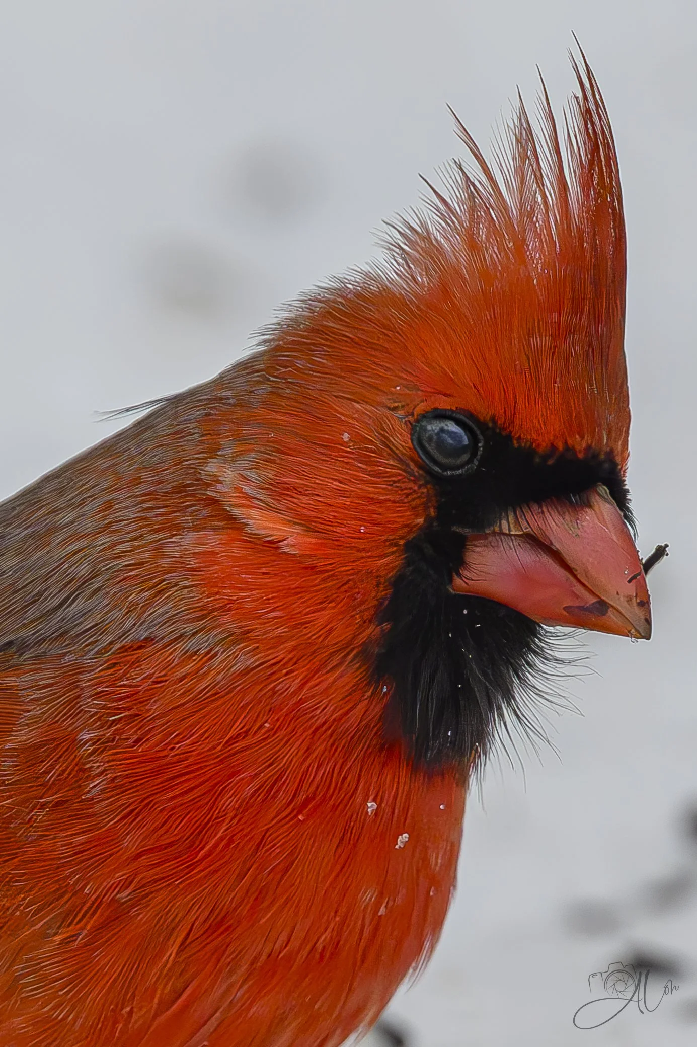 A Thoughtful Gift
(Northern Cardinal)
0Z83565