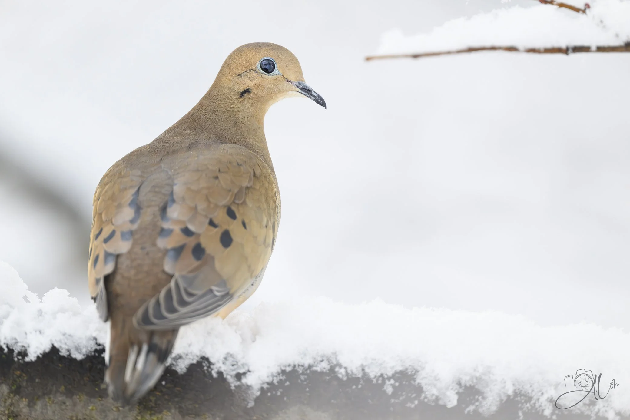 Maybe I'm Not So Ordinary After All
(Mourning Dove)
0Z84286