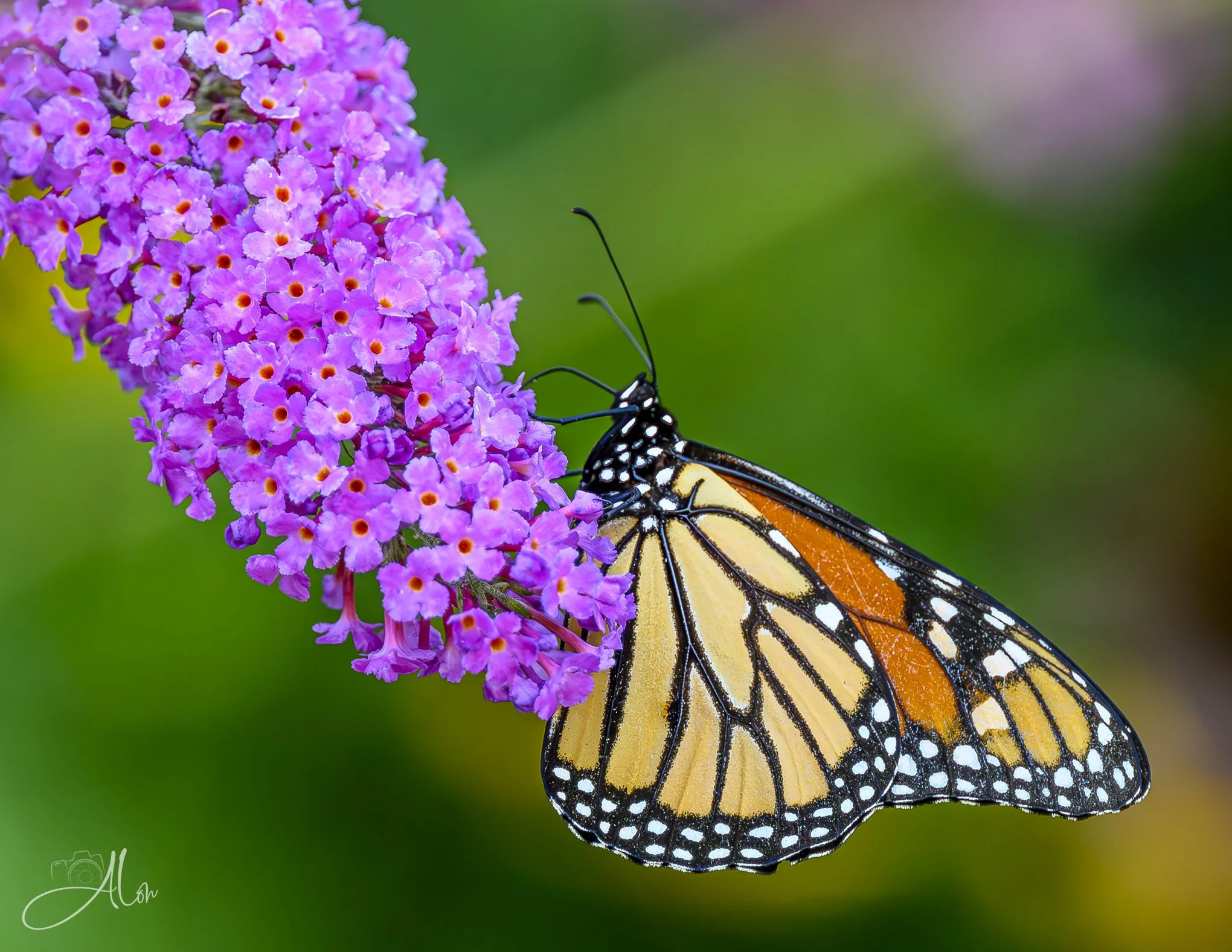 Pink Cascade (Monarch) 080126_2864