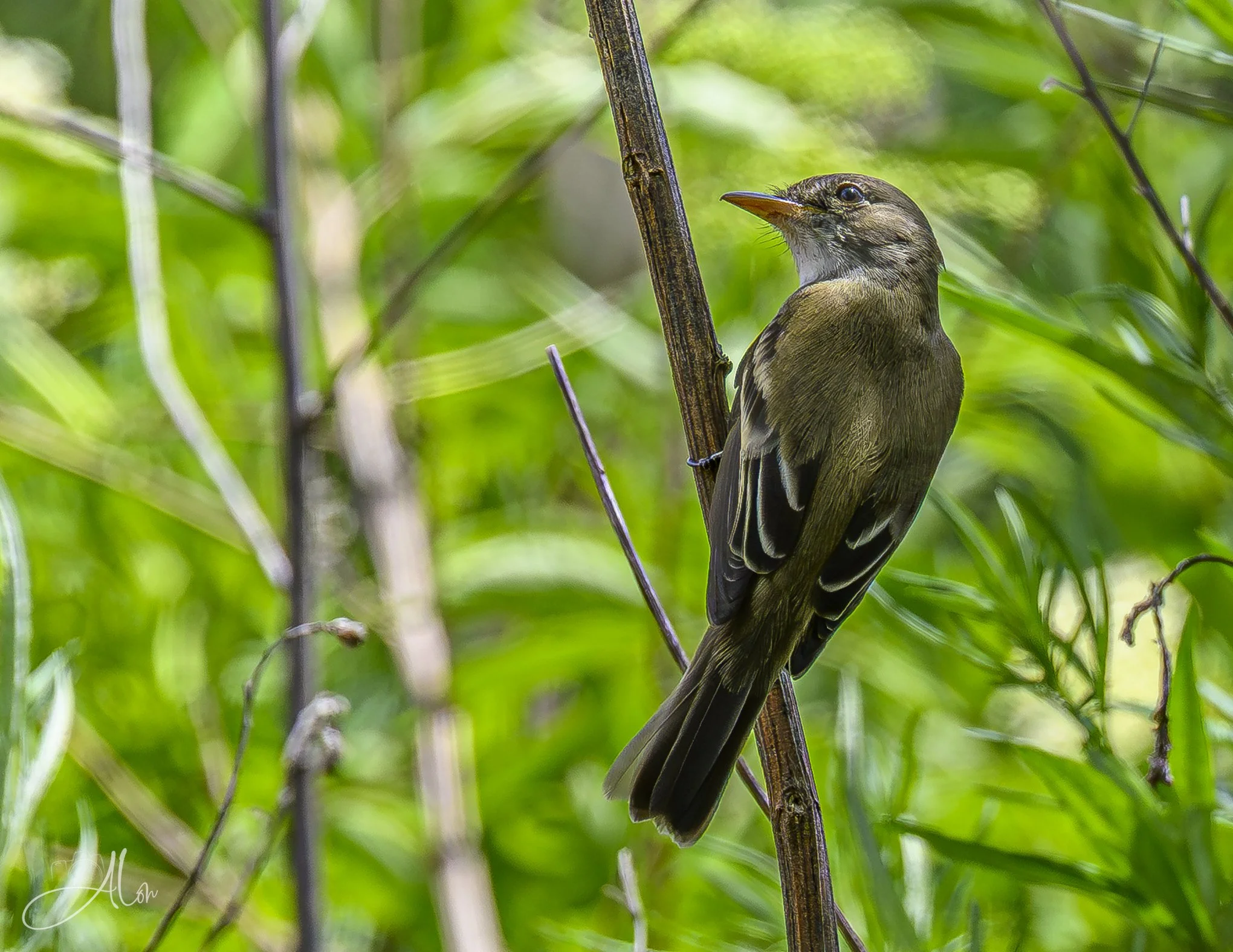 Willow Flycatcher
