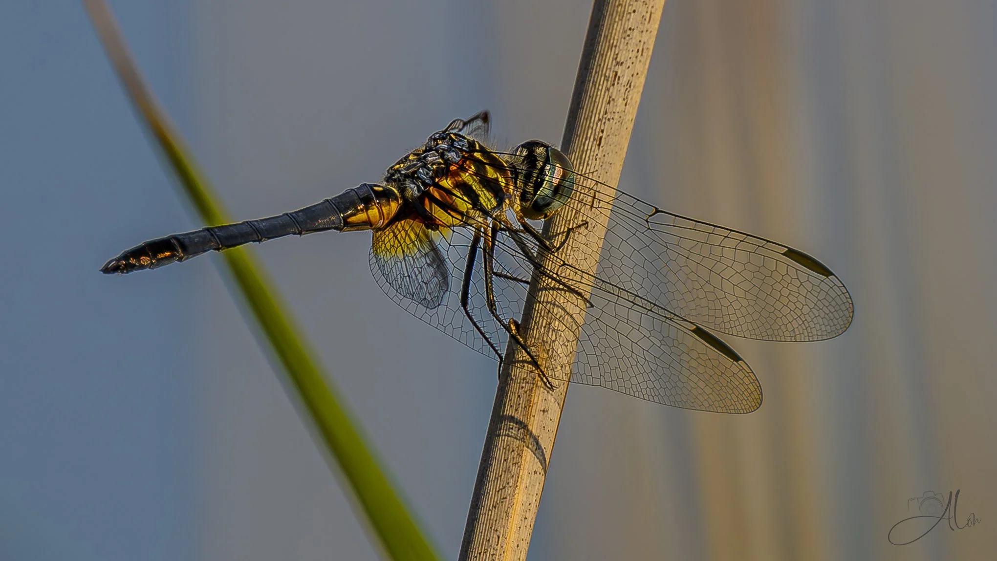 Bowed In Prayer (Dragonfly) 20260723_0091