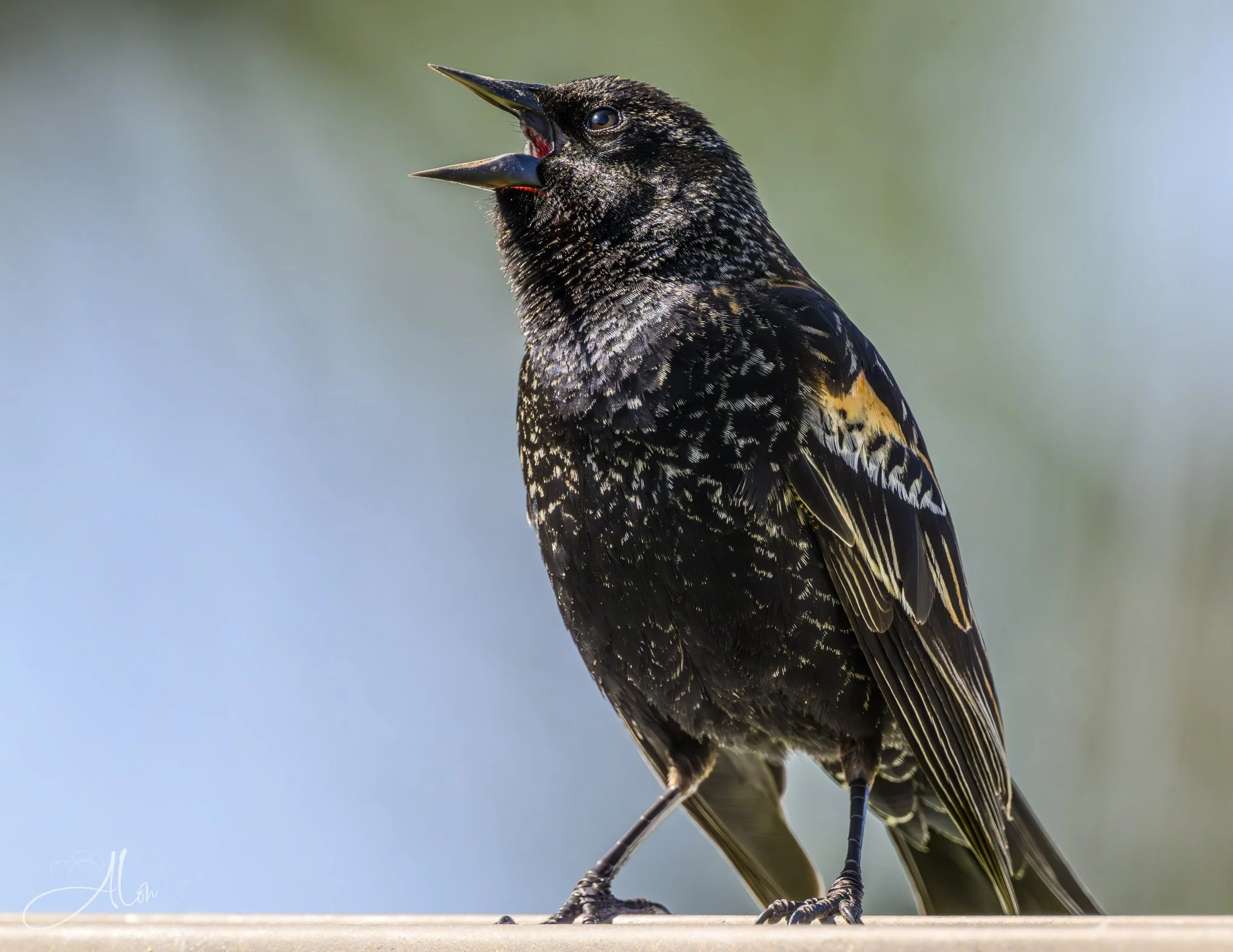 Low Commotion (Red-Winged Blackbird) 0Z88378