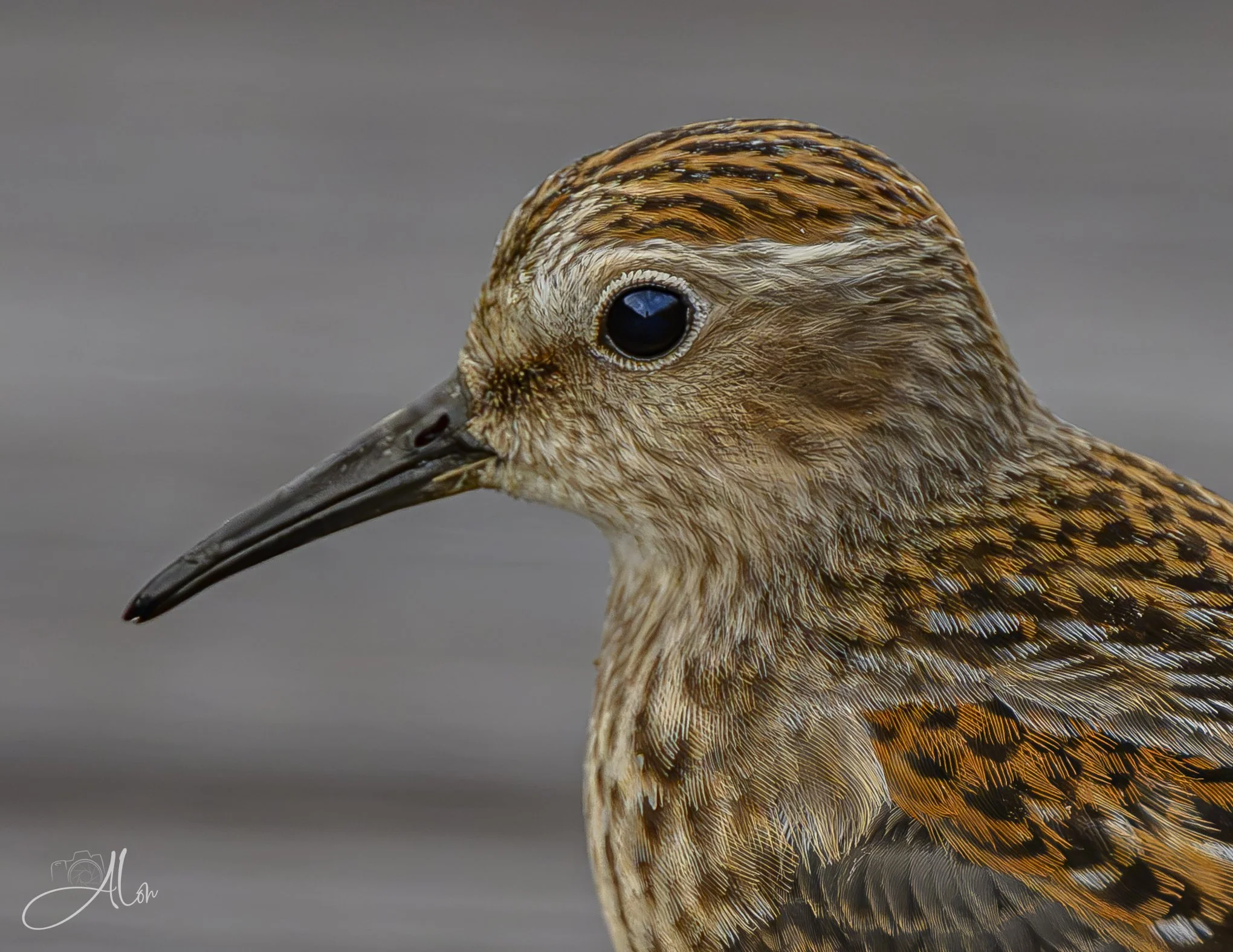 Is it Bravery or Stupidity? (Least Sandpiper) 082826_5731