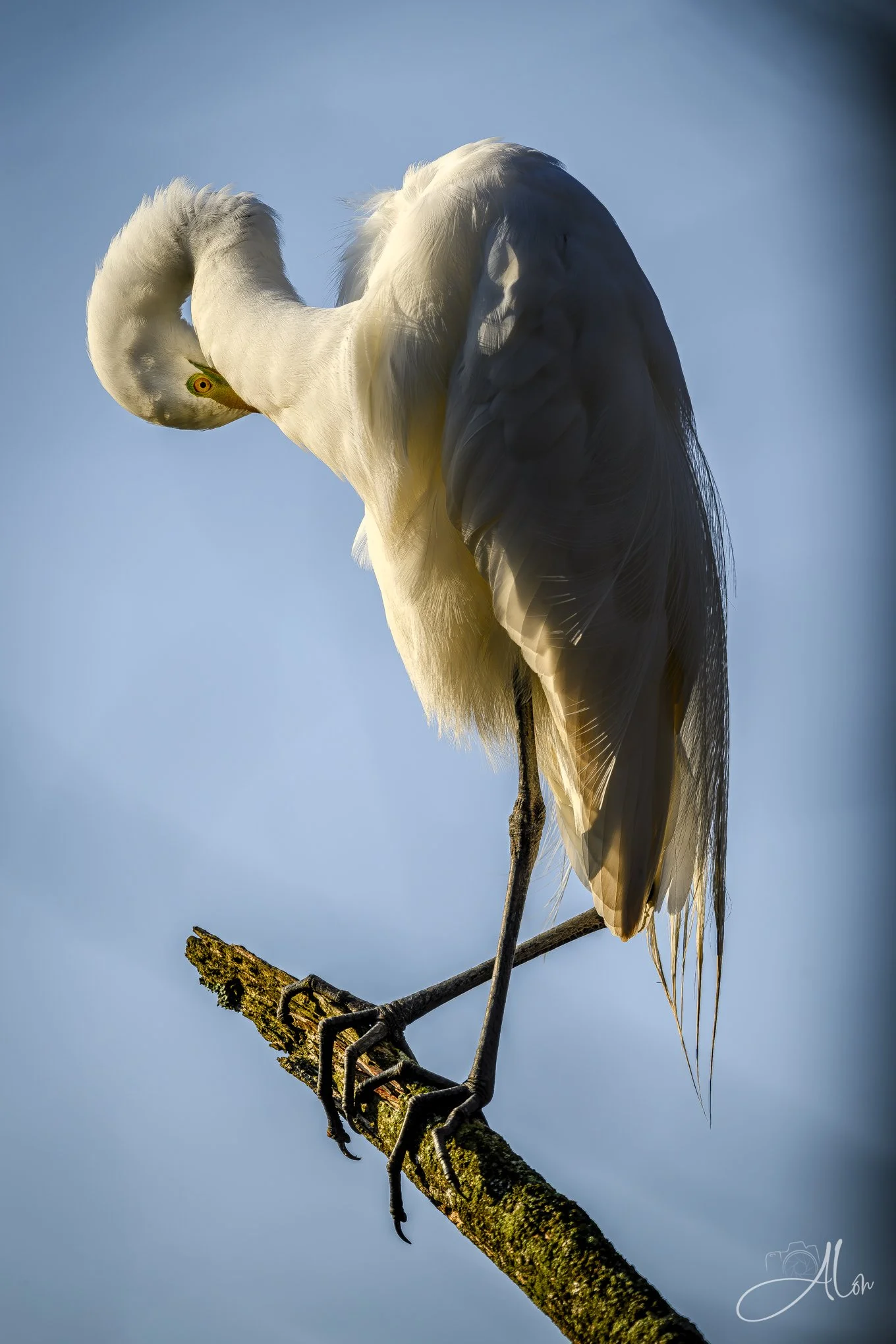 Shyness
(Great Egret)
0Z83984