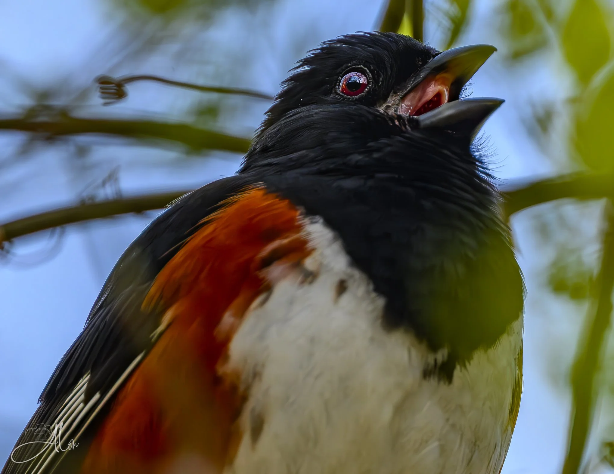 Hymnal
(Eastern Towhee)
0Z86682