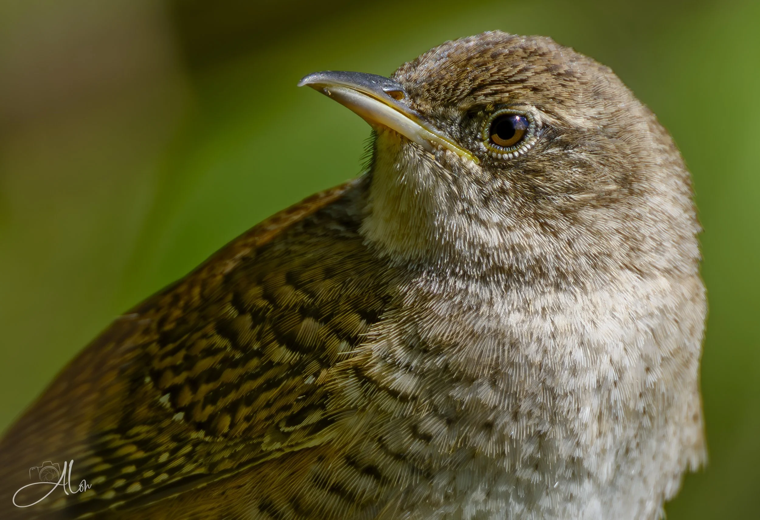 Why So Serious? (Eastern House Wren) 0Z87105